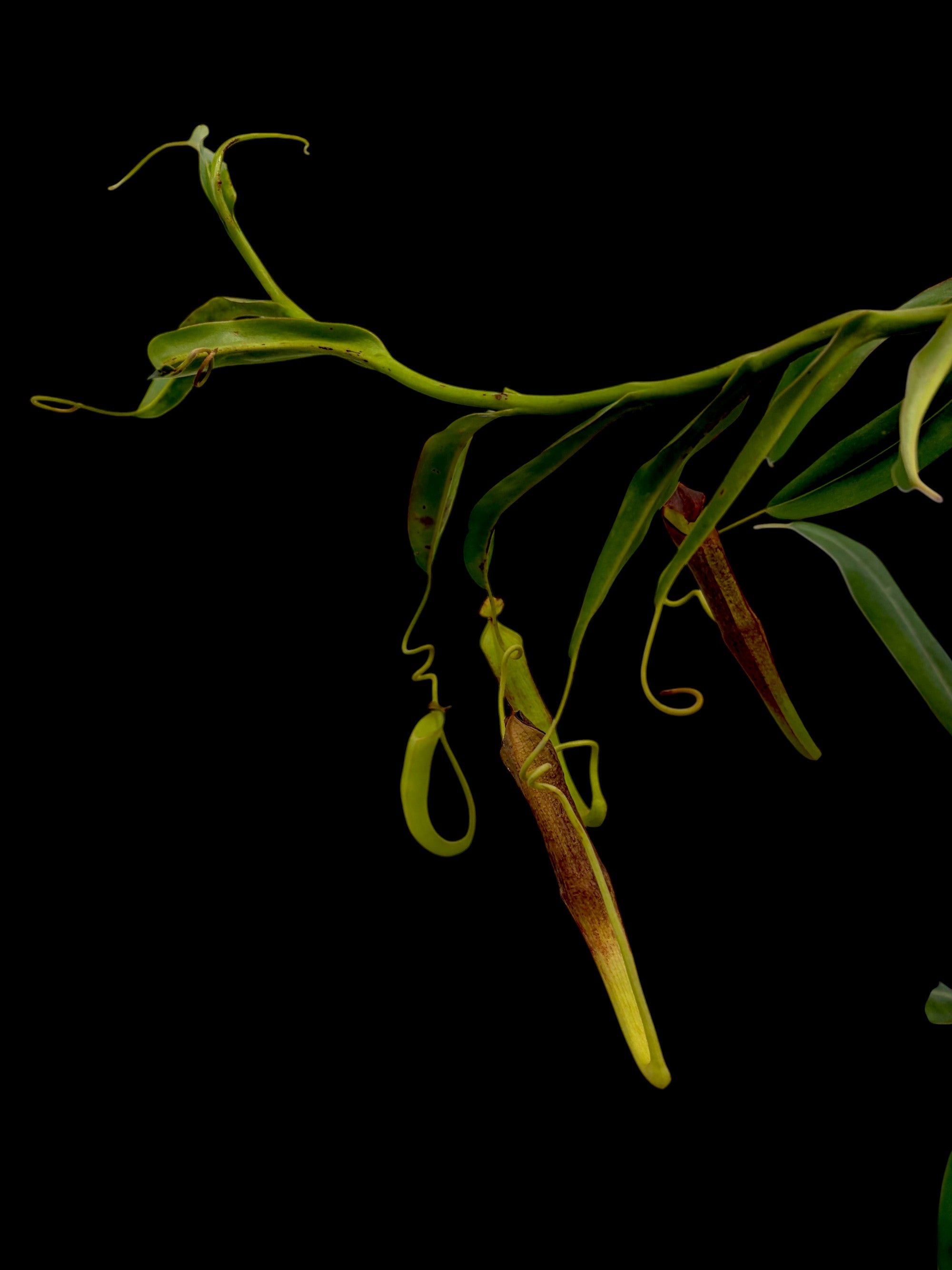 Nepenthes ramispina Genting Highlands