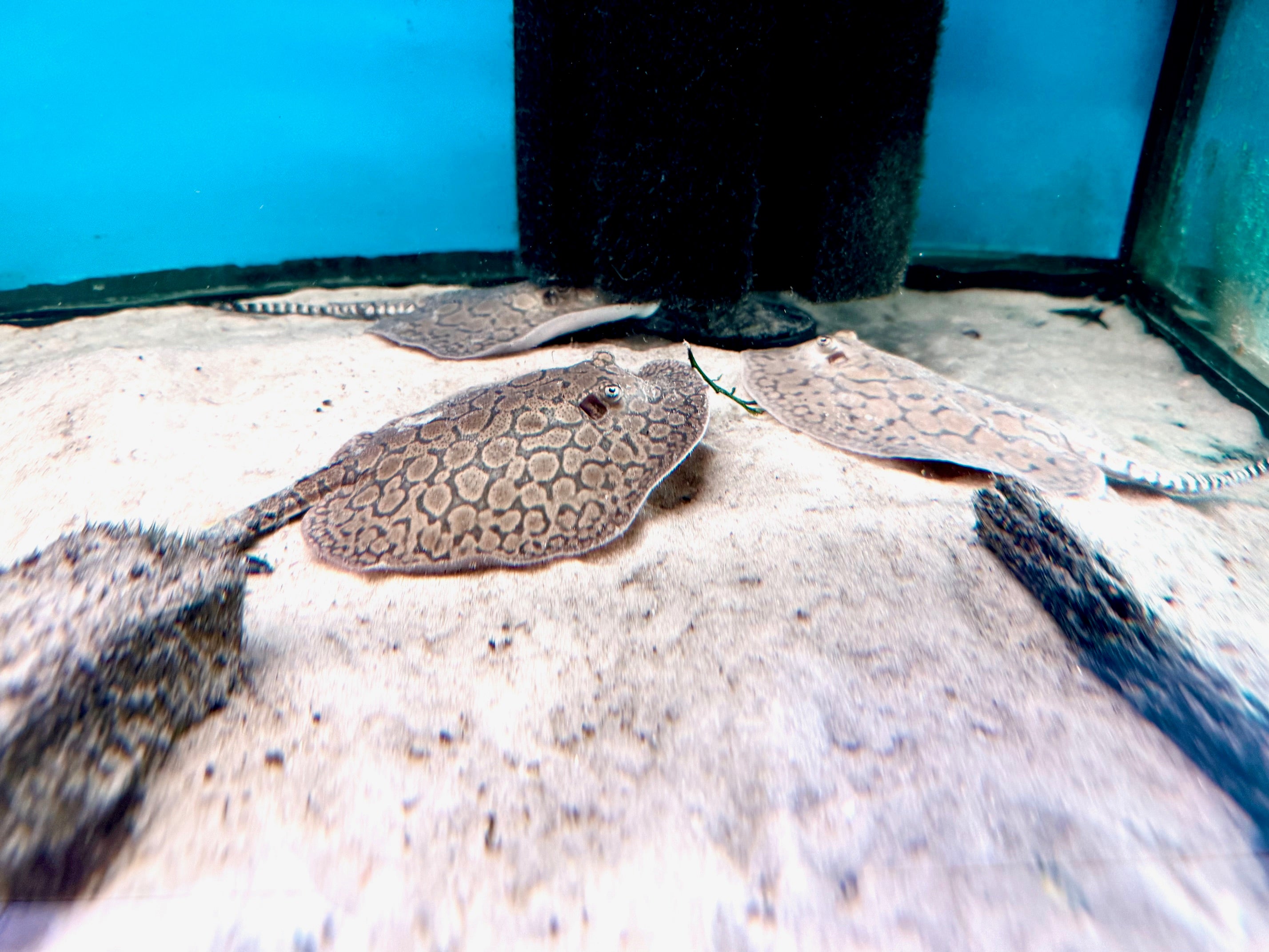 Marble Motoro Stingray (NO WARRANTEE)