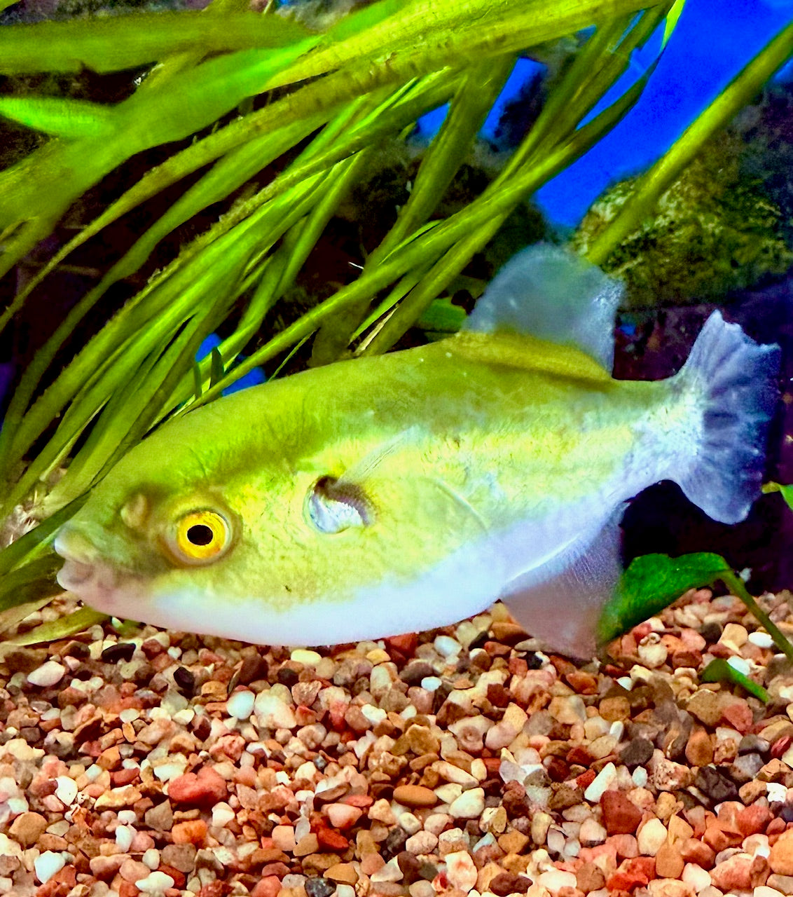 Amazone Puffer (Colomesus asellus)