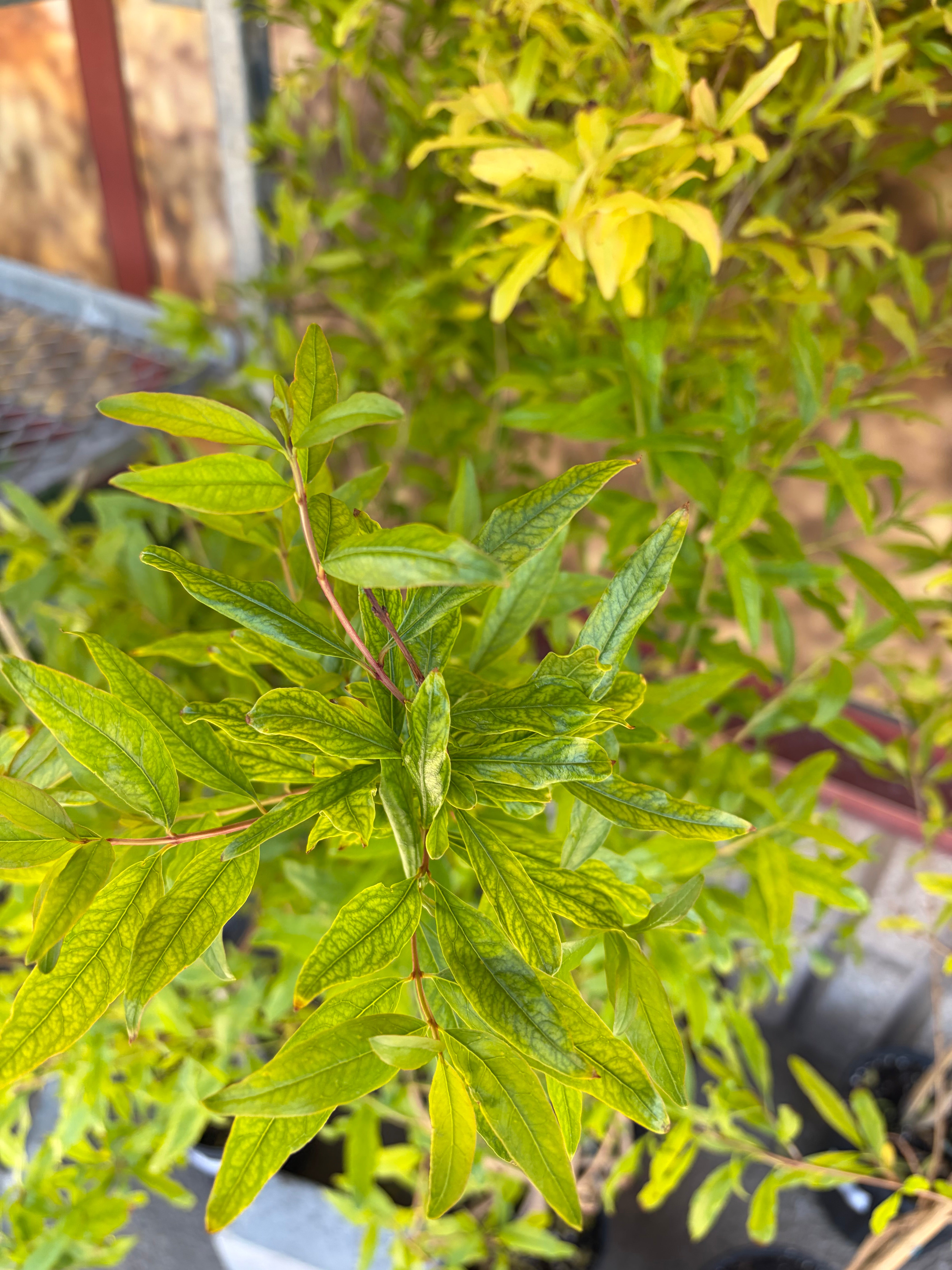 Citronnier Ponderosa