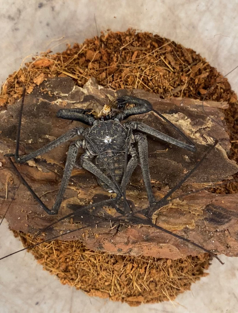 Araignée fouet - Paraphrynus sp.