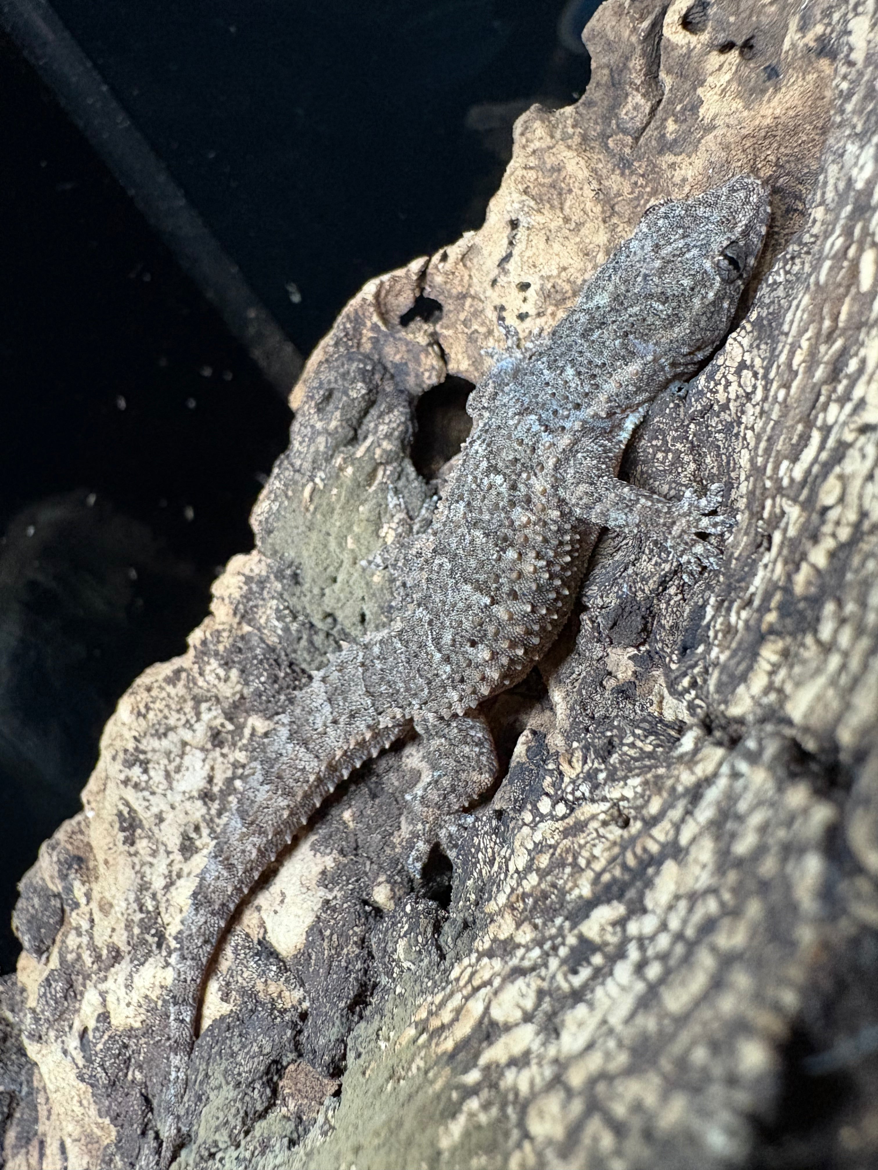 Antilles Leaf-toed Gecko (Hemidactylus palaicthus)