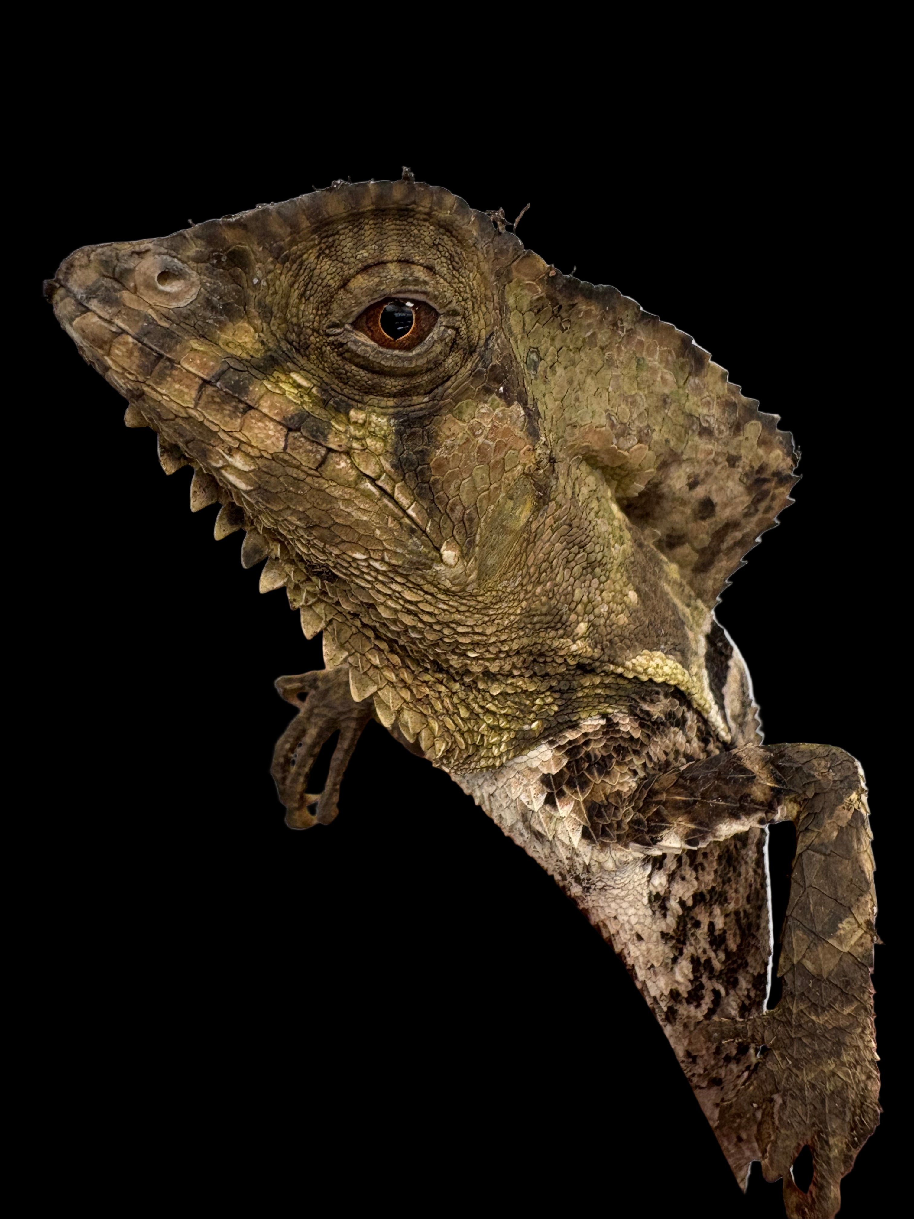 Smooth Helmeted Iguana (Corytophanes cristatus)