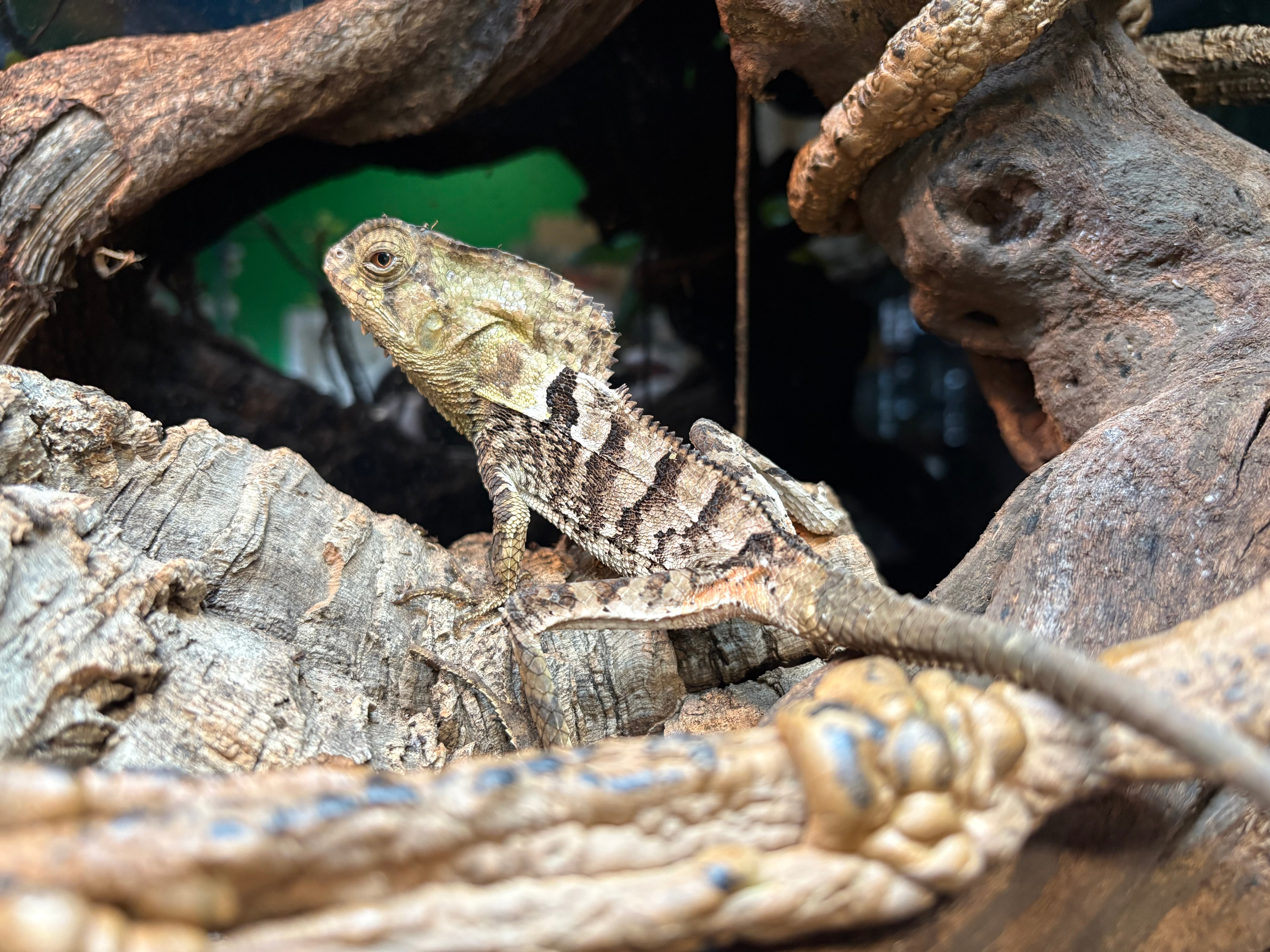 Smooth Helmeted Iguana (Corytophanes cristatus)