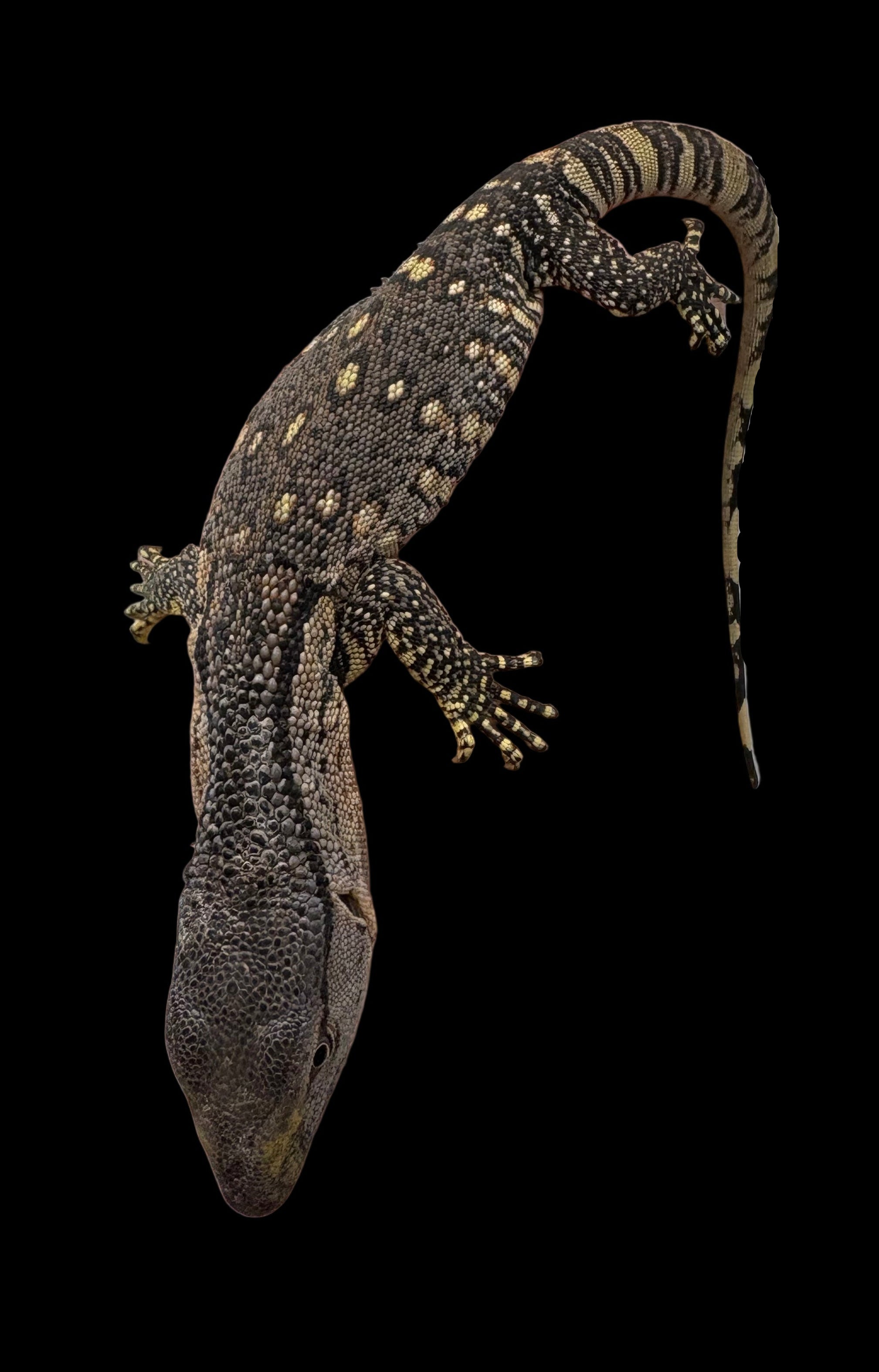 Varan noir (Varanus beccarii)