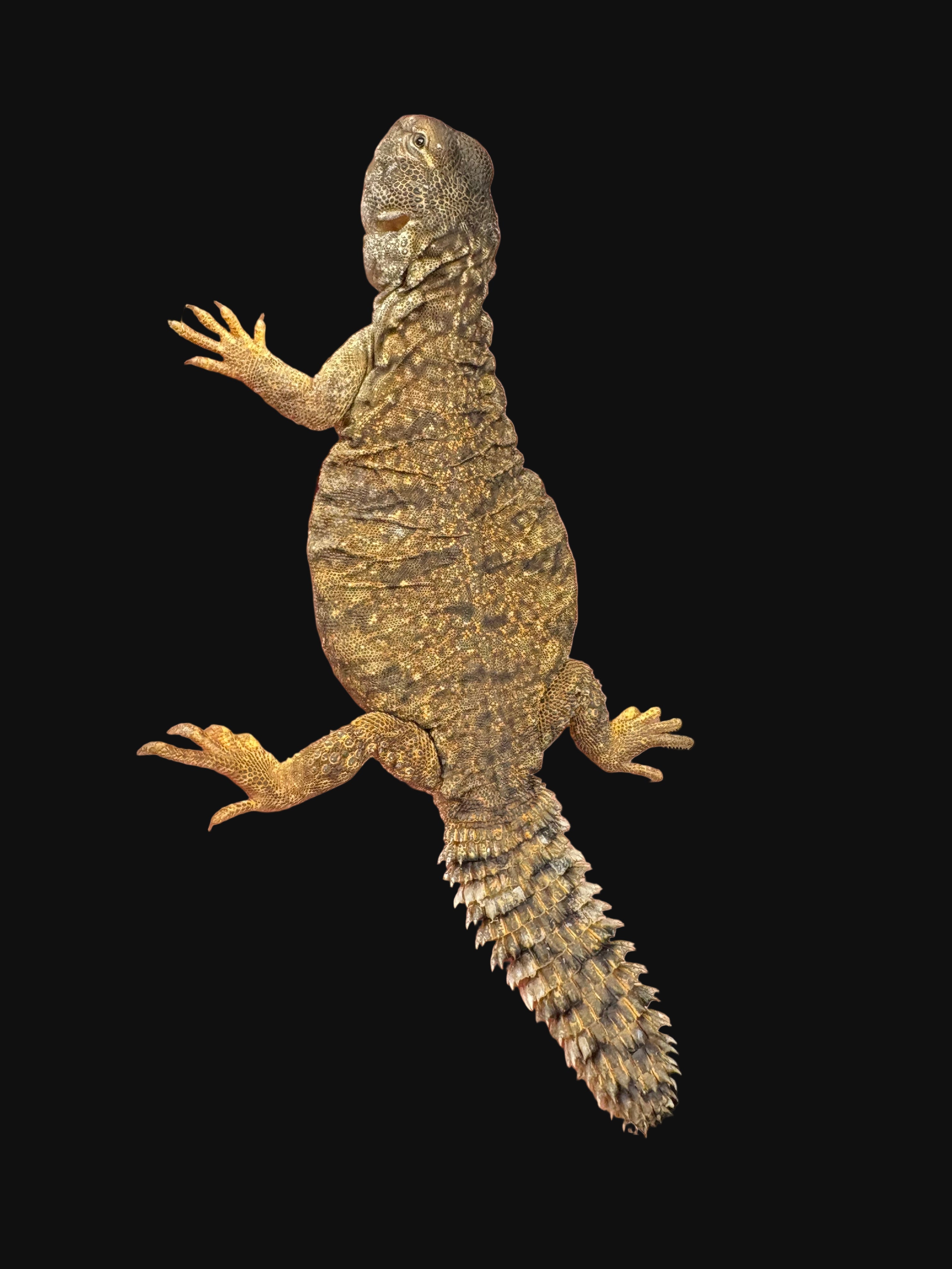 Uromastyx égyptien