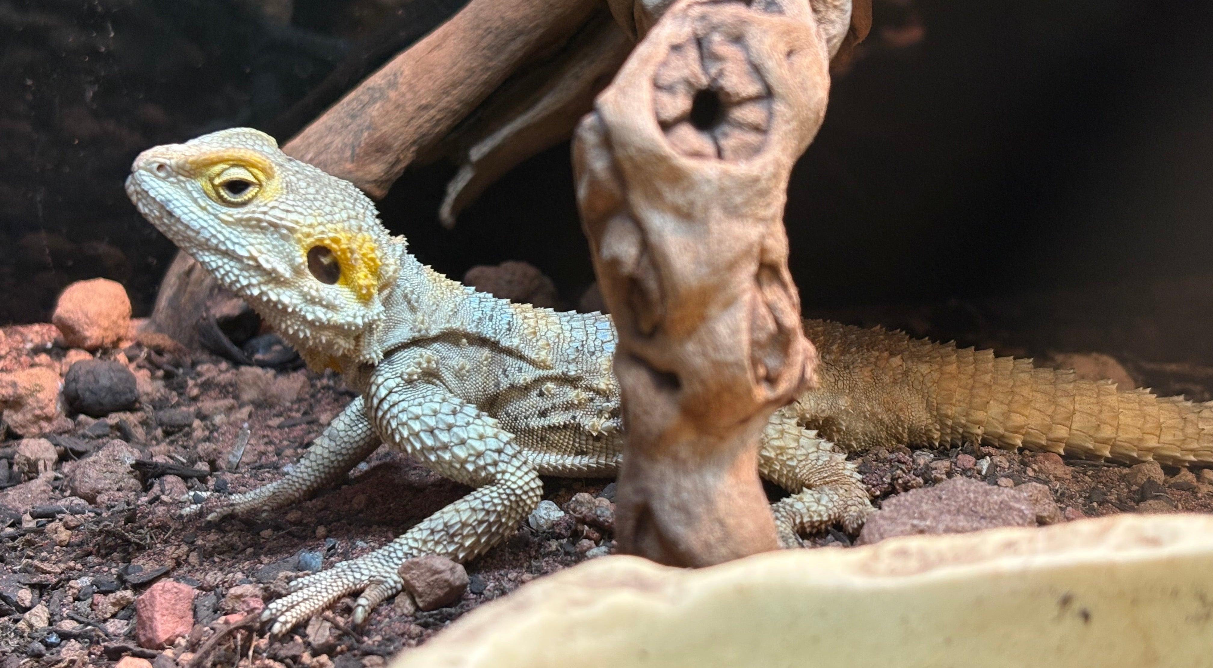 Painted Agama (Laudakia stellio)
