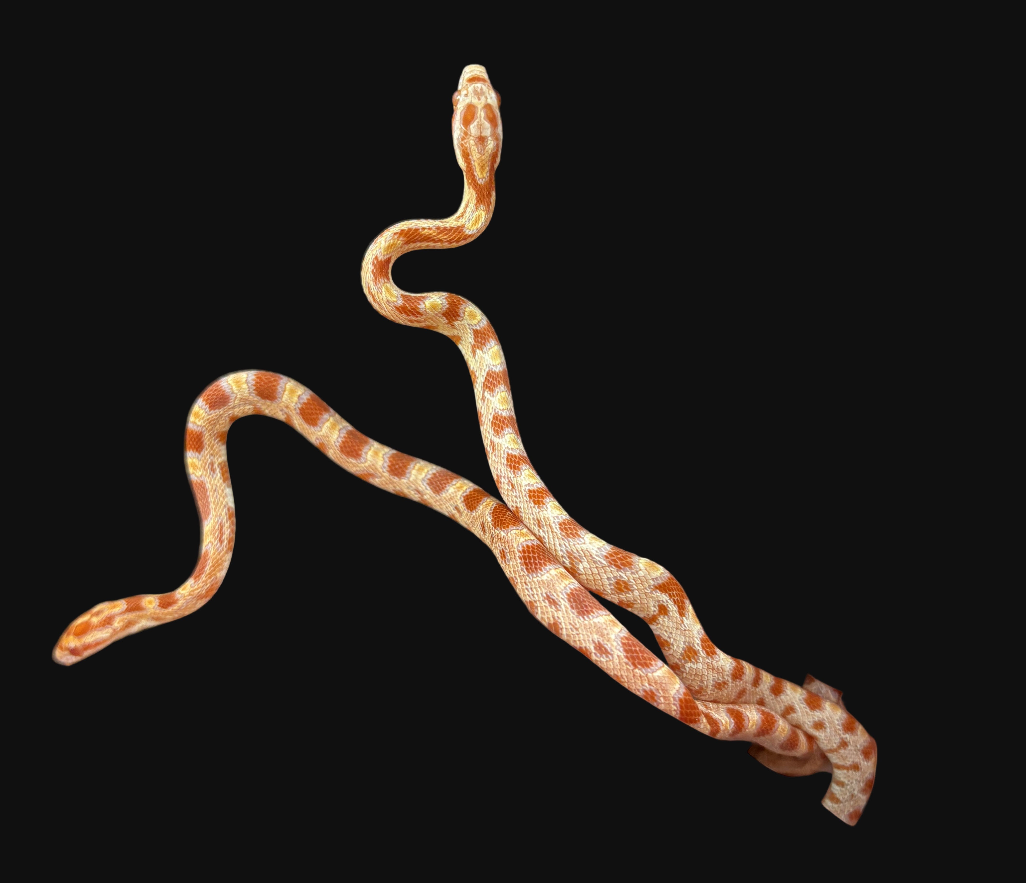 Corn Snake (Reverse Okeetee)