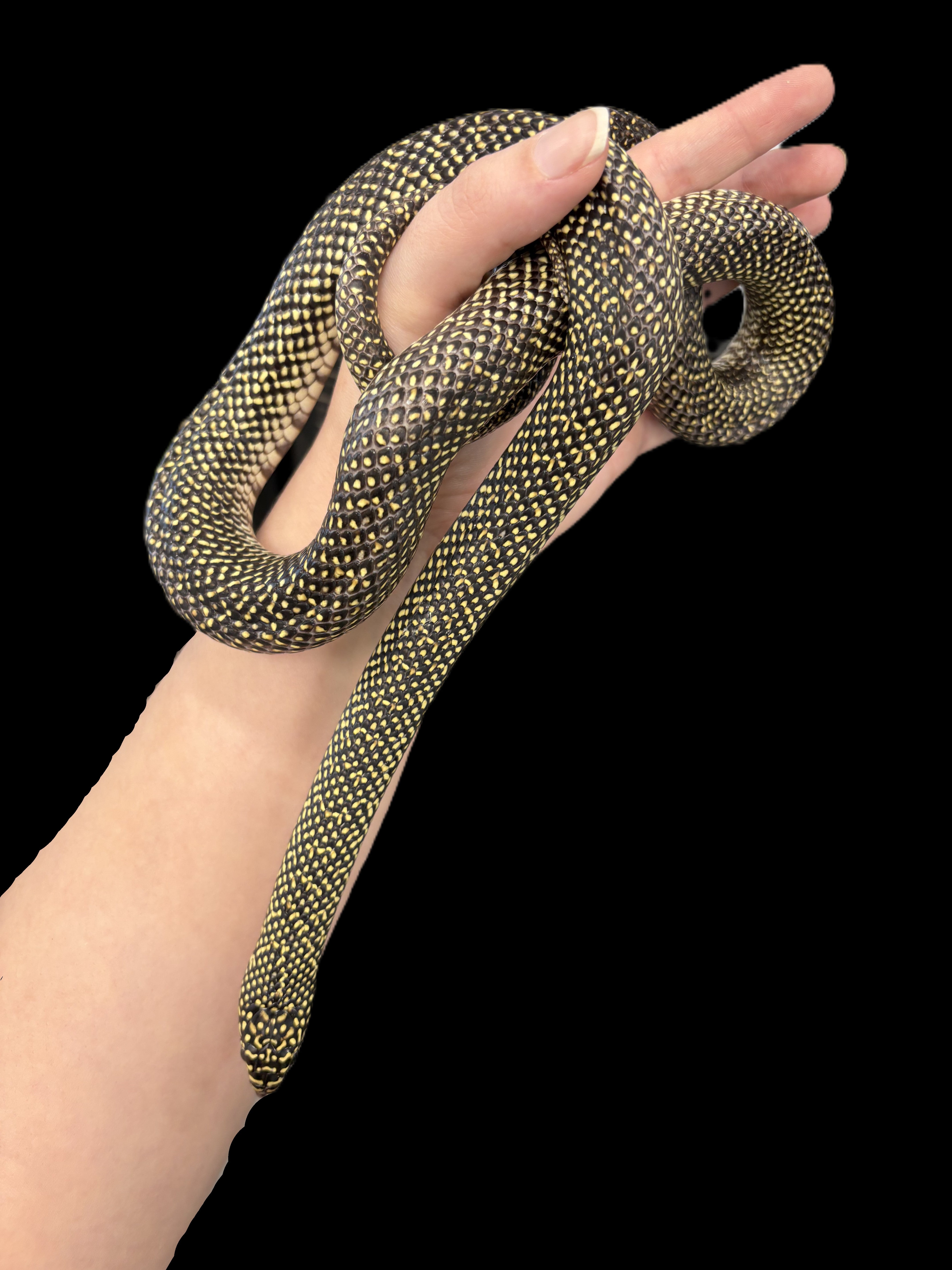 Speckled Kingsnake (Acadia Parish) (L. holbrooki)