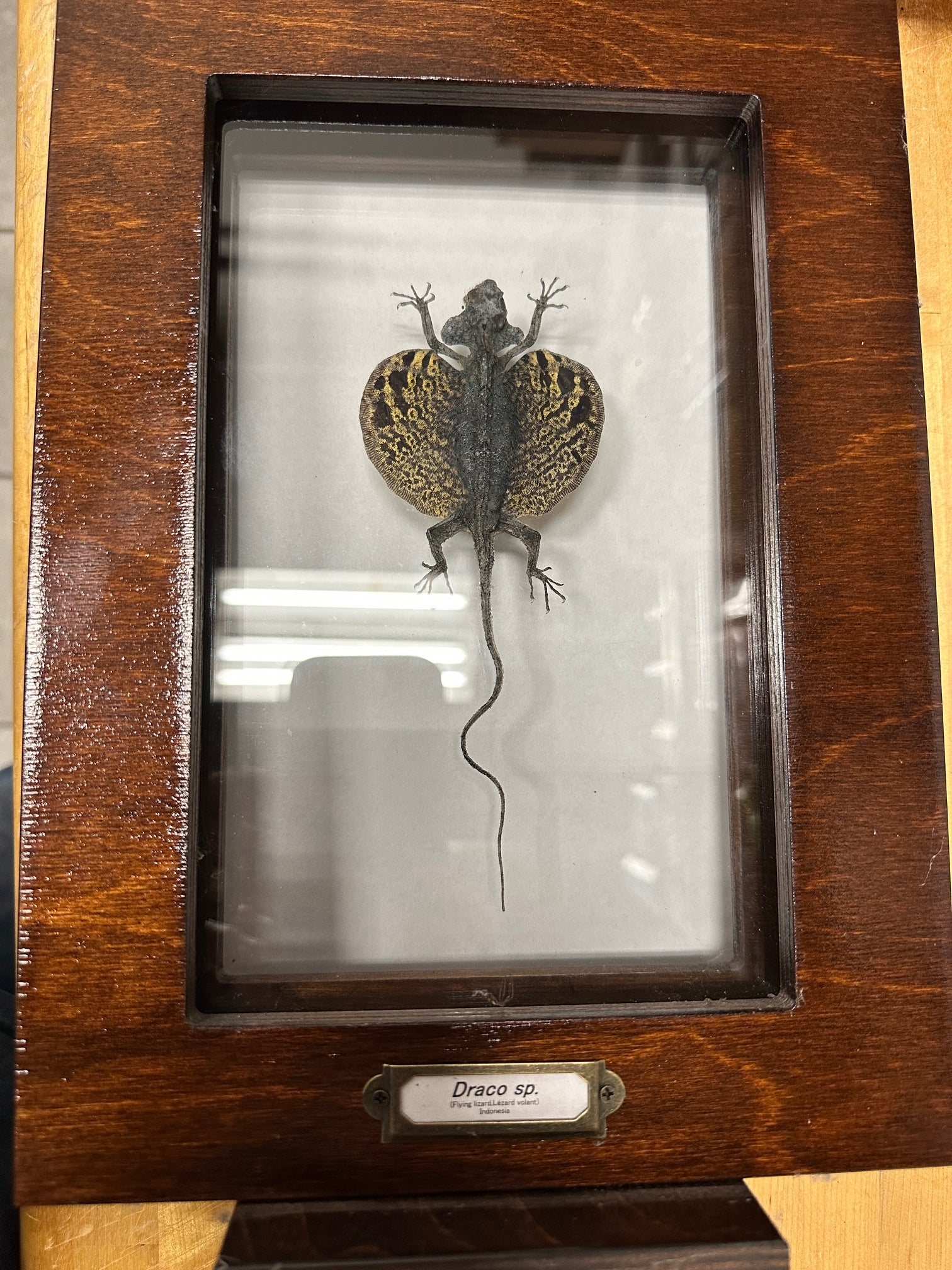 Flying Lizard (Draco sp.) - 5x9" Double Sided Frame