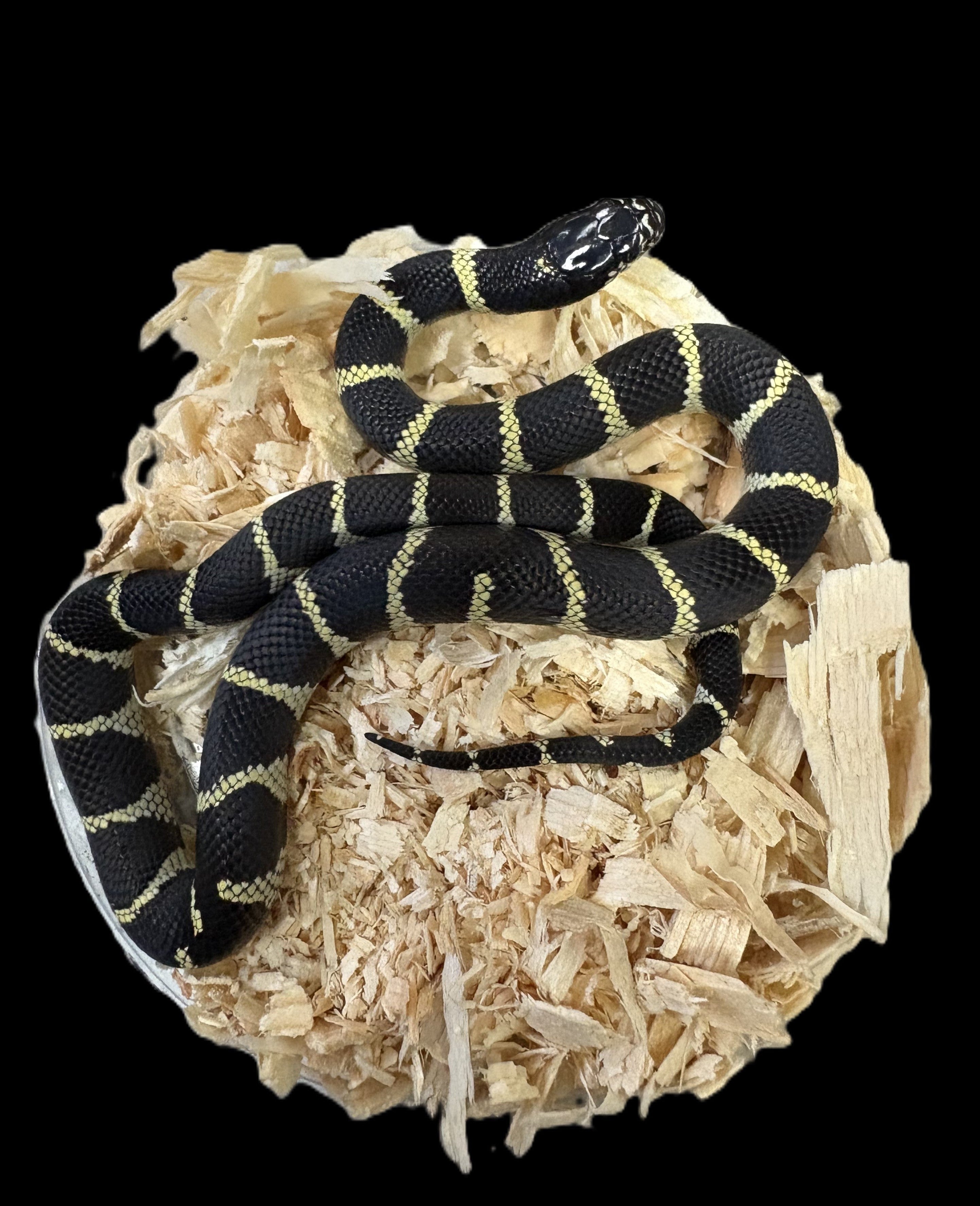 California Kingsnake (Normal)