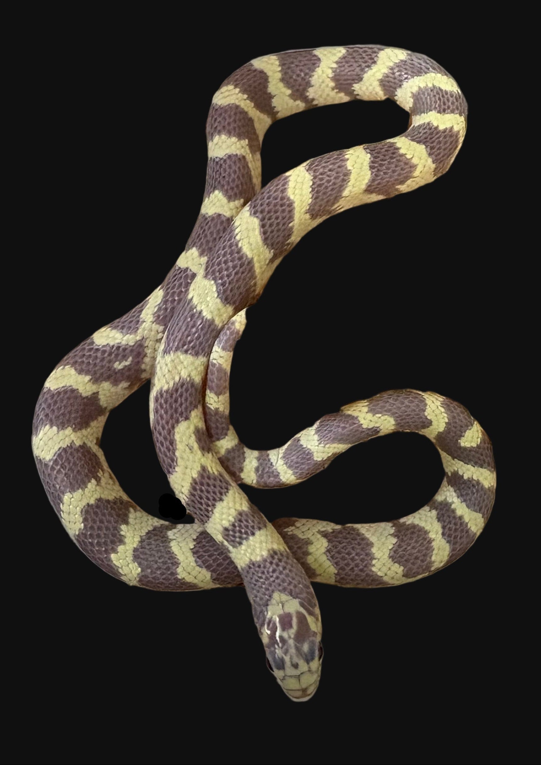 California Kingsnake (Albino Hypo het. Hypermel/Blue Eyed Blonde)