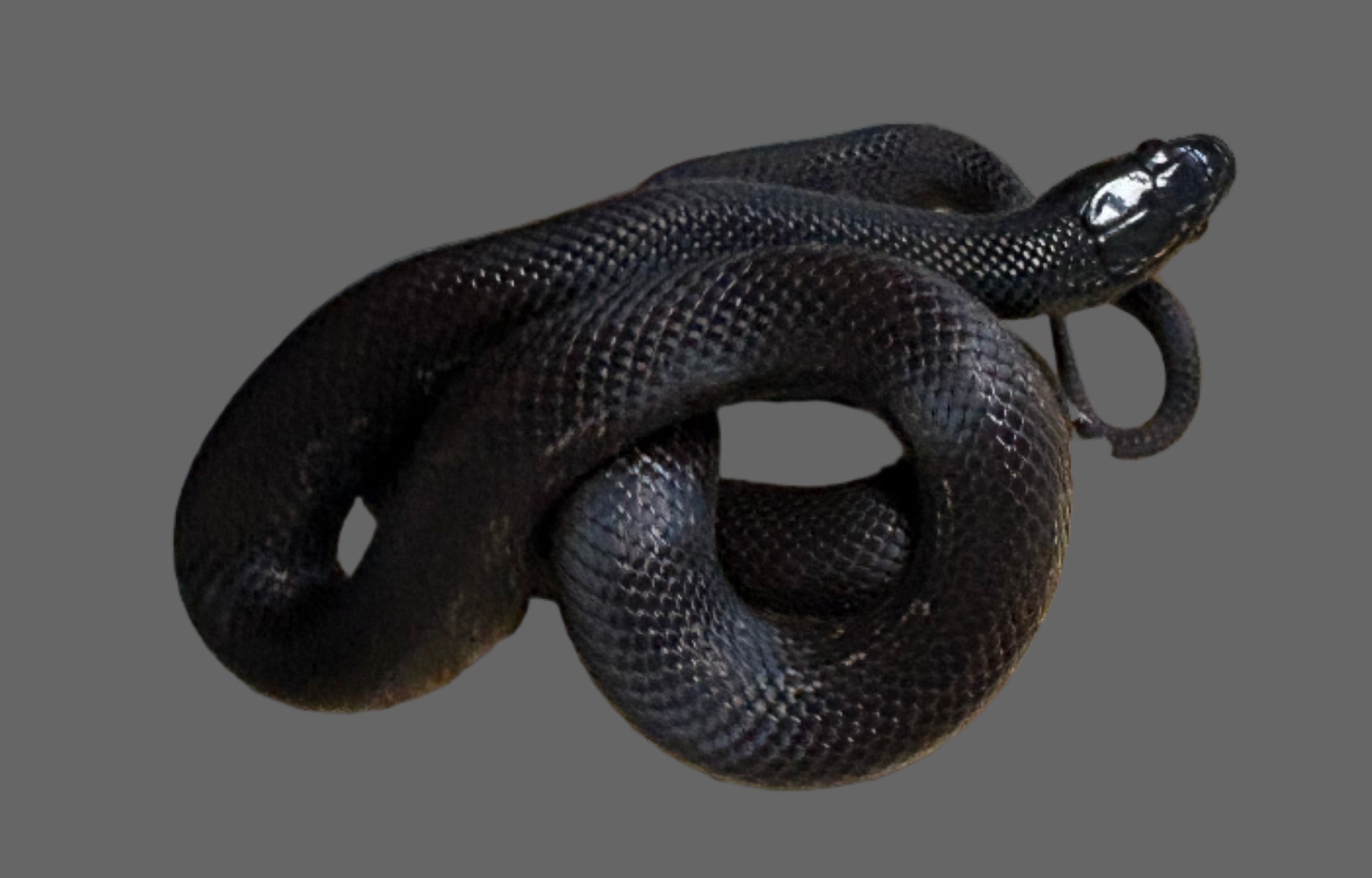 California Kingsnake (Hypermelanistic het. Albino Hypo/Blue Eyed Blonde)