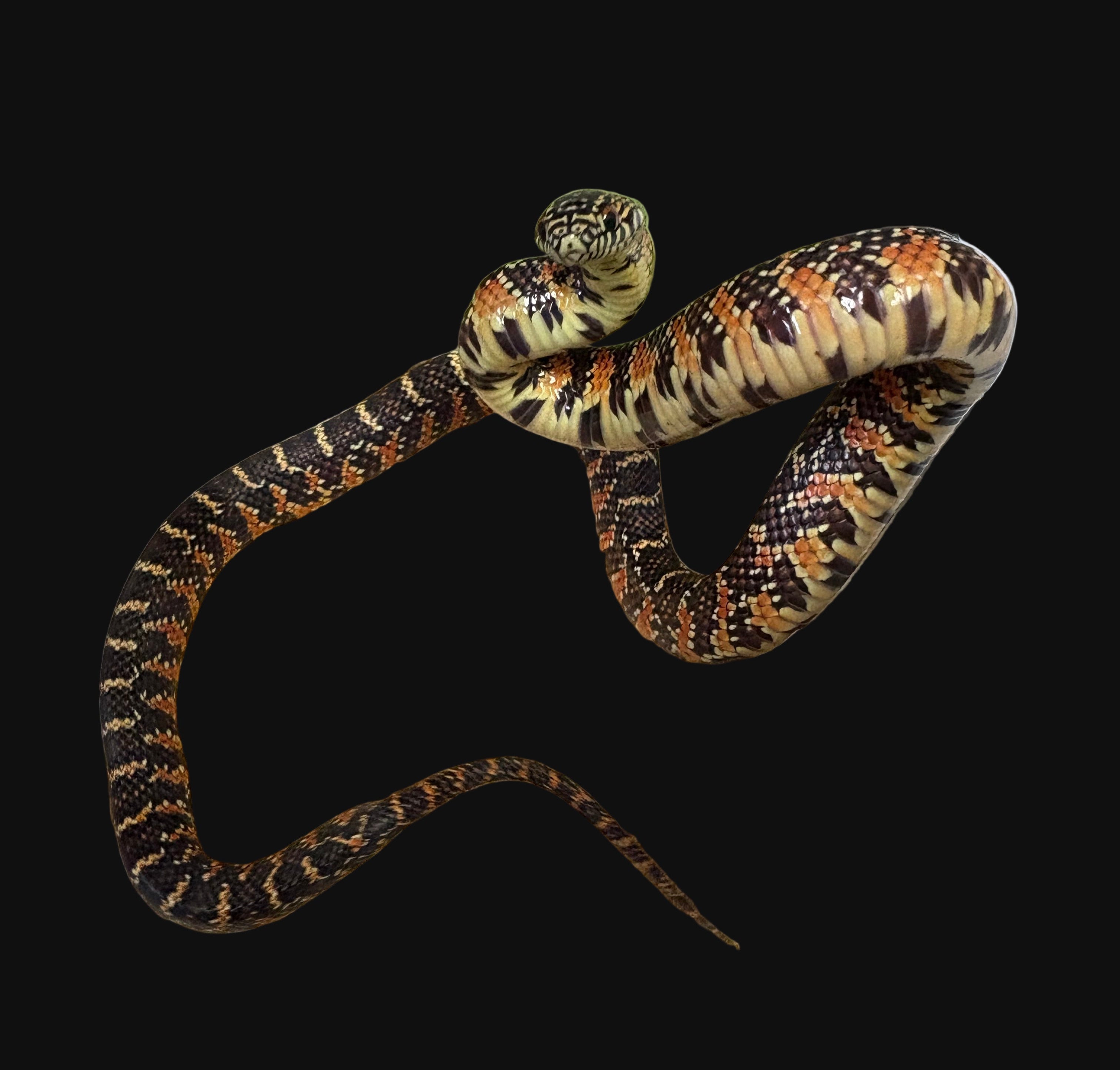 Brooks Kingsnake (Flame)