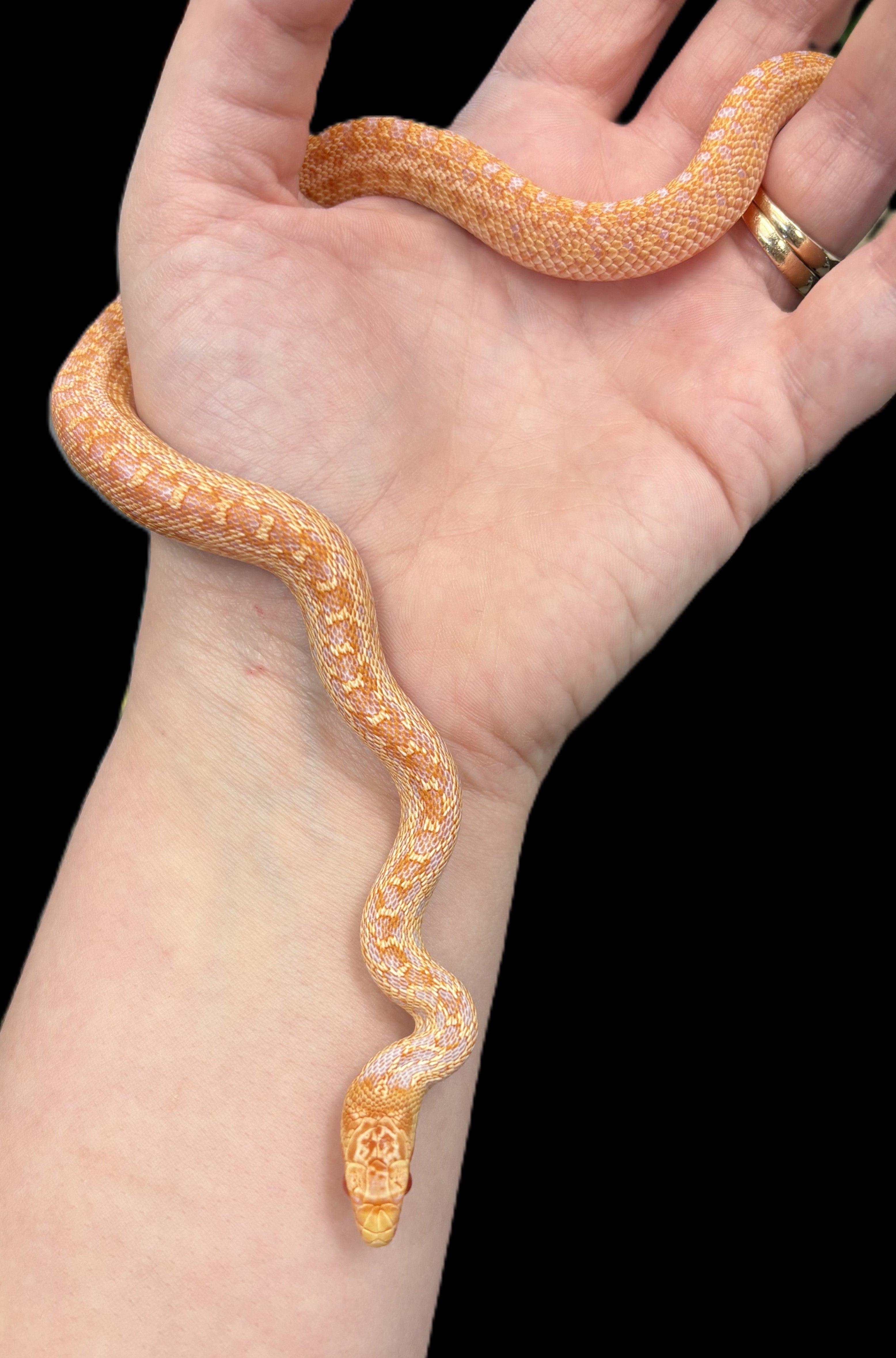 Couleuvre à nez mince de San Diego (Striped Klumper)