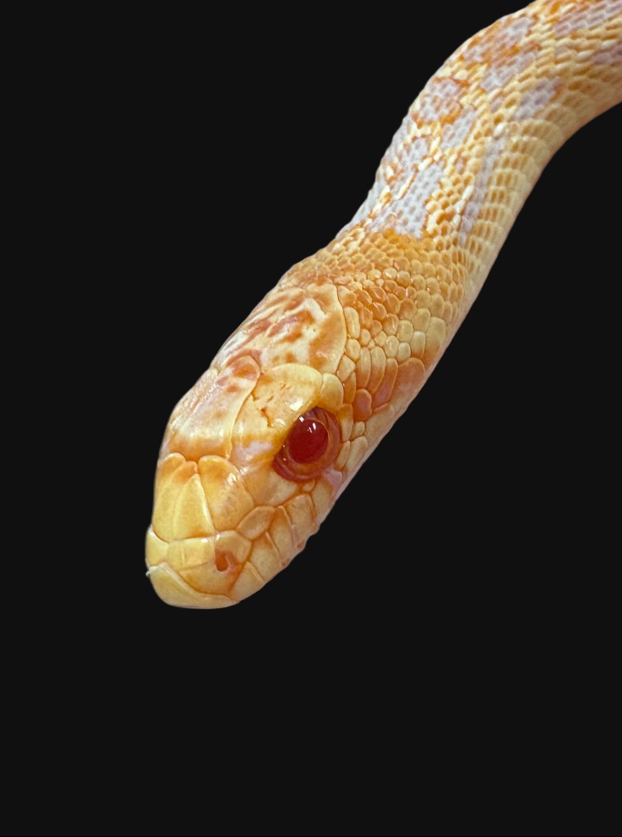 Couleuvre à nez mince de San Diego (Striped Klumper)