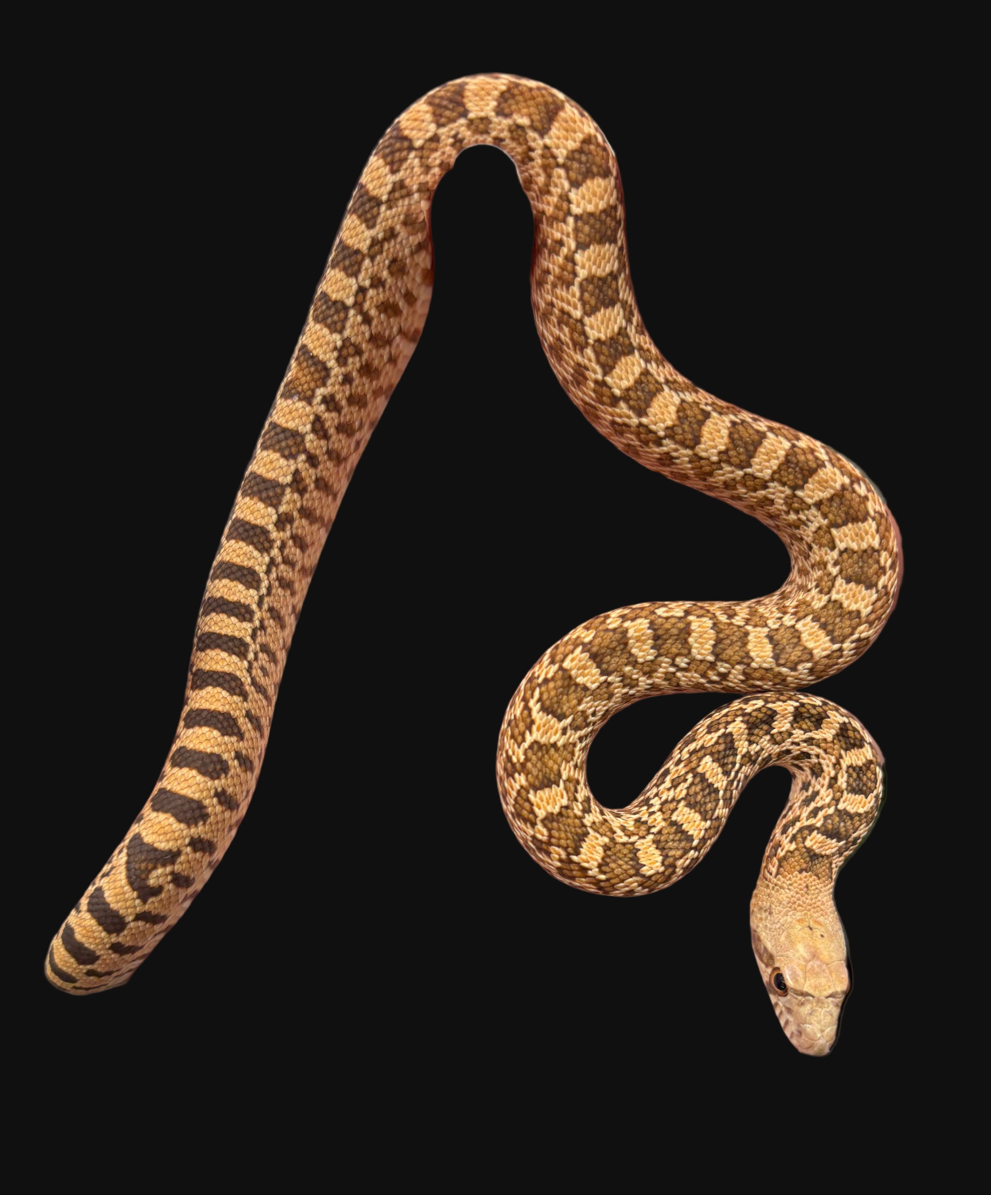 Bull Snake (Red Hypo)