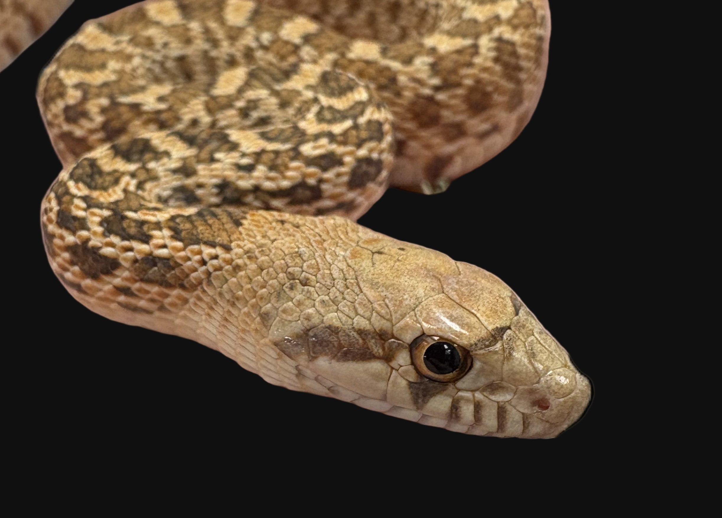 Bull Snake (Red Hypo)