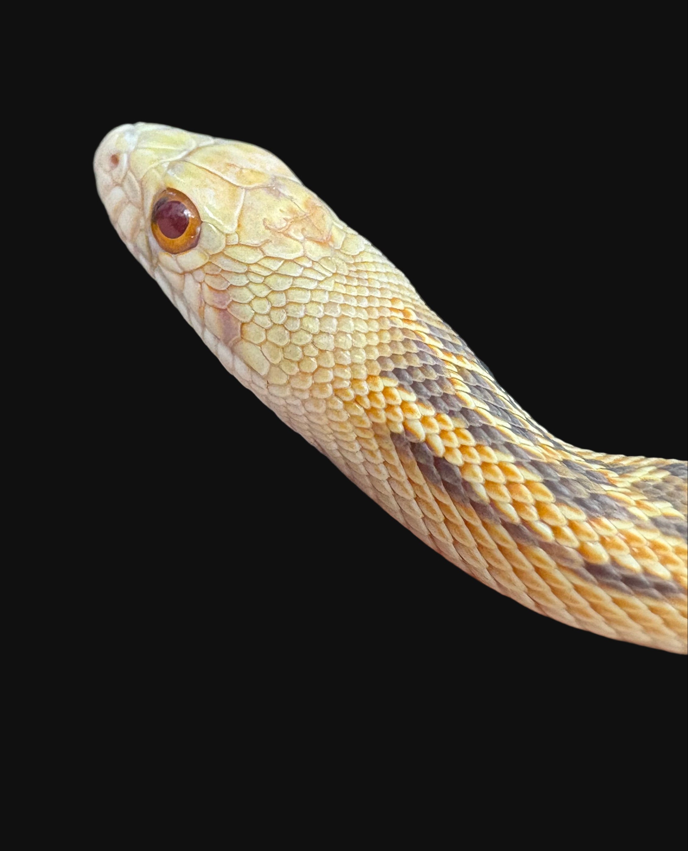 Couleuvre à nez mince de San Diego (Striped Klumper)