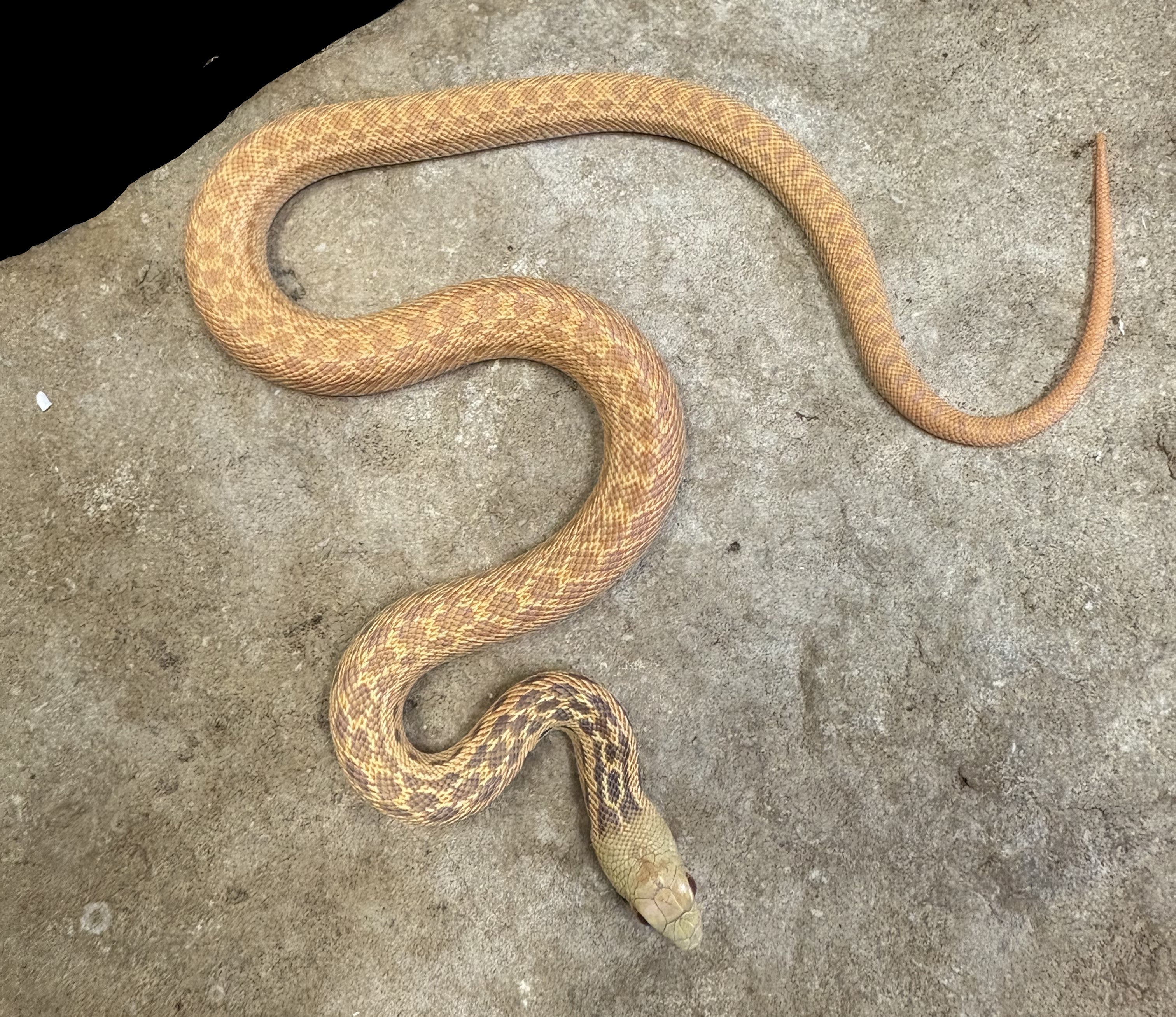 Couleuvre à nez mince de San Diego (Striped Klumper)