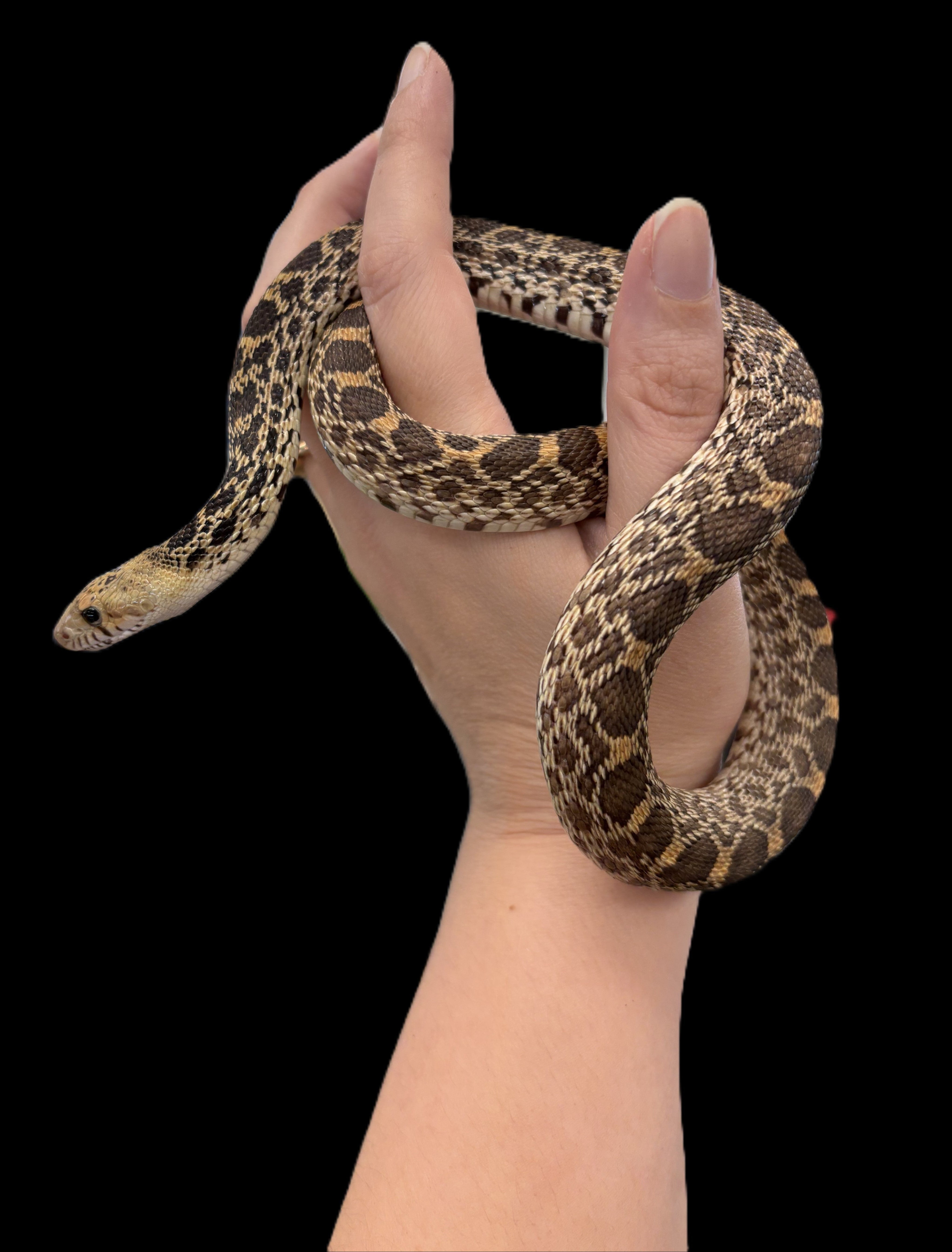 Bull Snake (Pituophis catenifer sayi) (Normal)