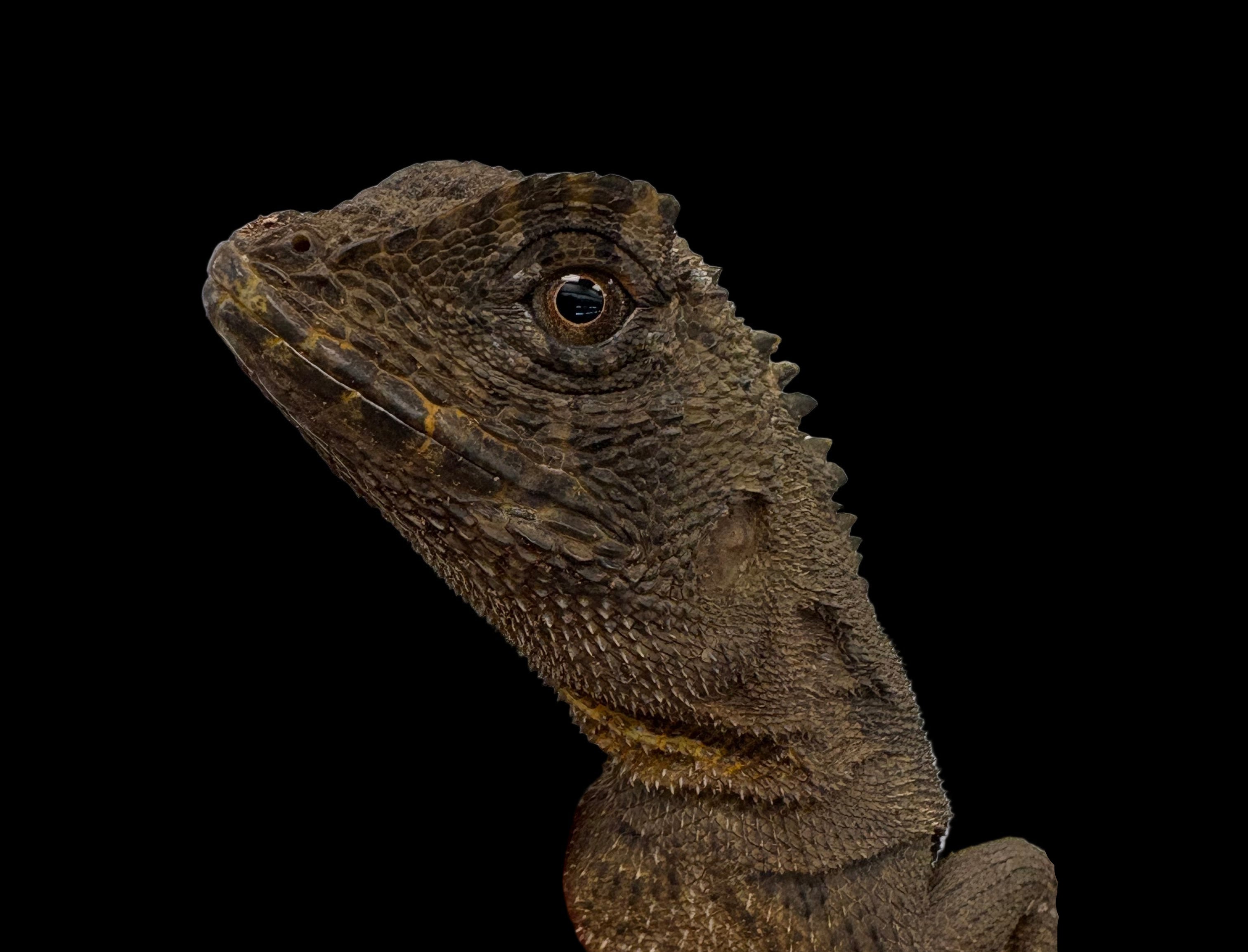 Dragon cornu des montagnes