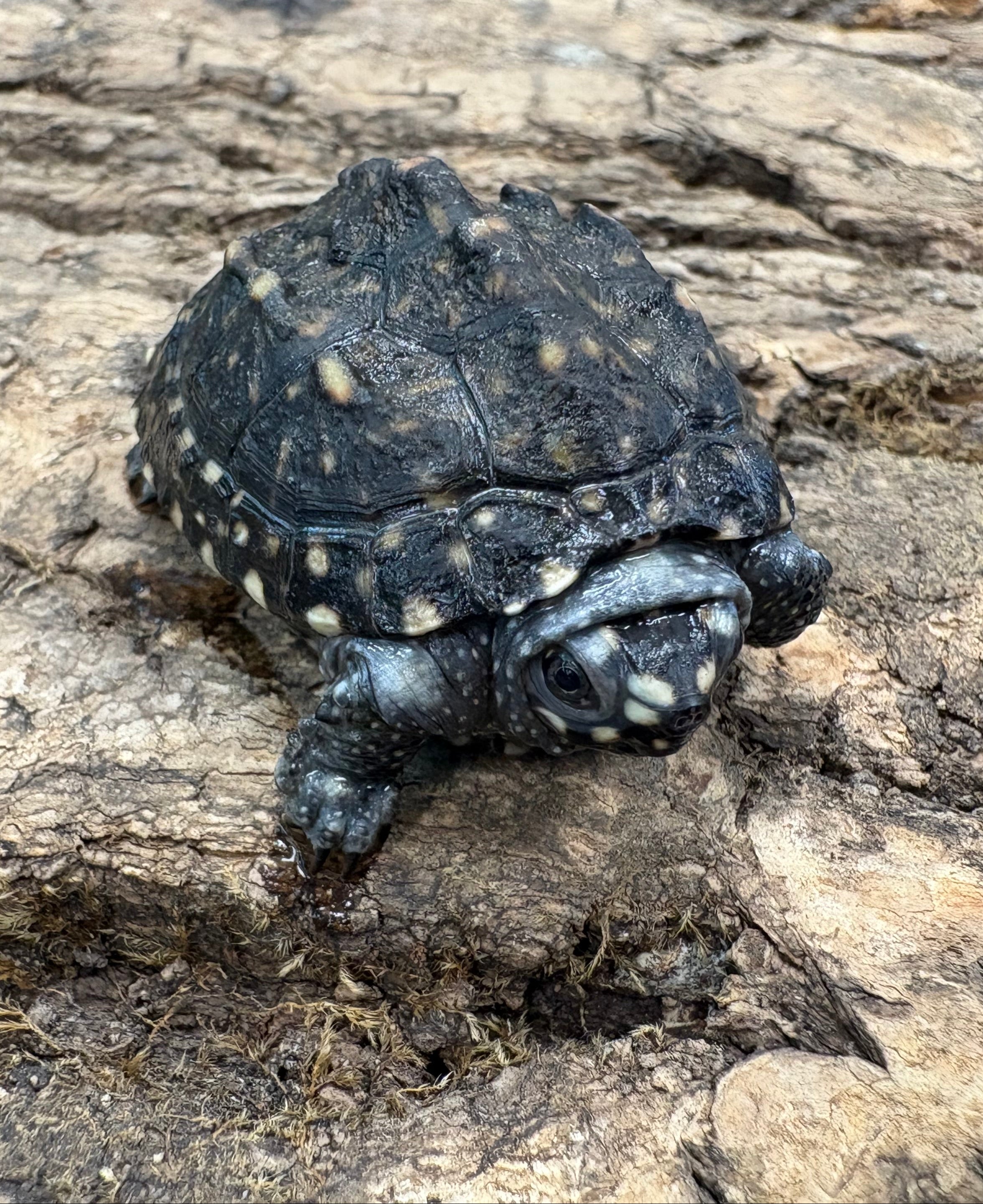 Indian Spotted Turtle (Geoclemys hamiltonii)