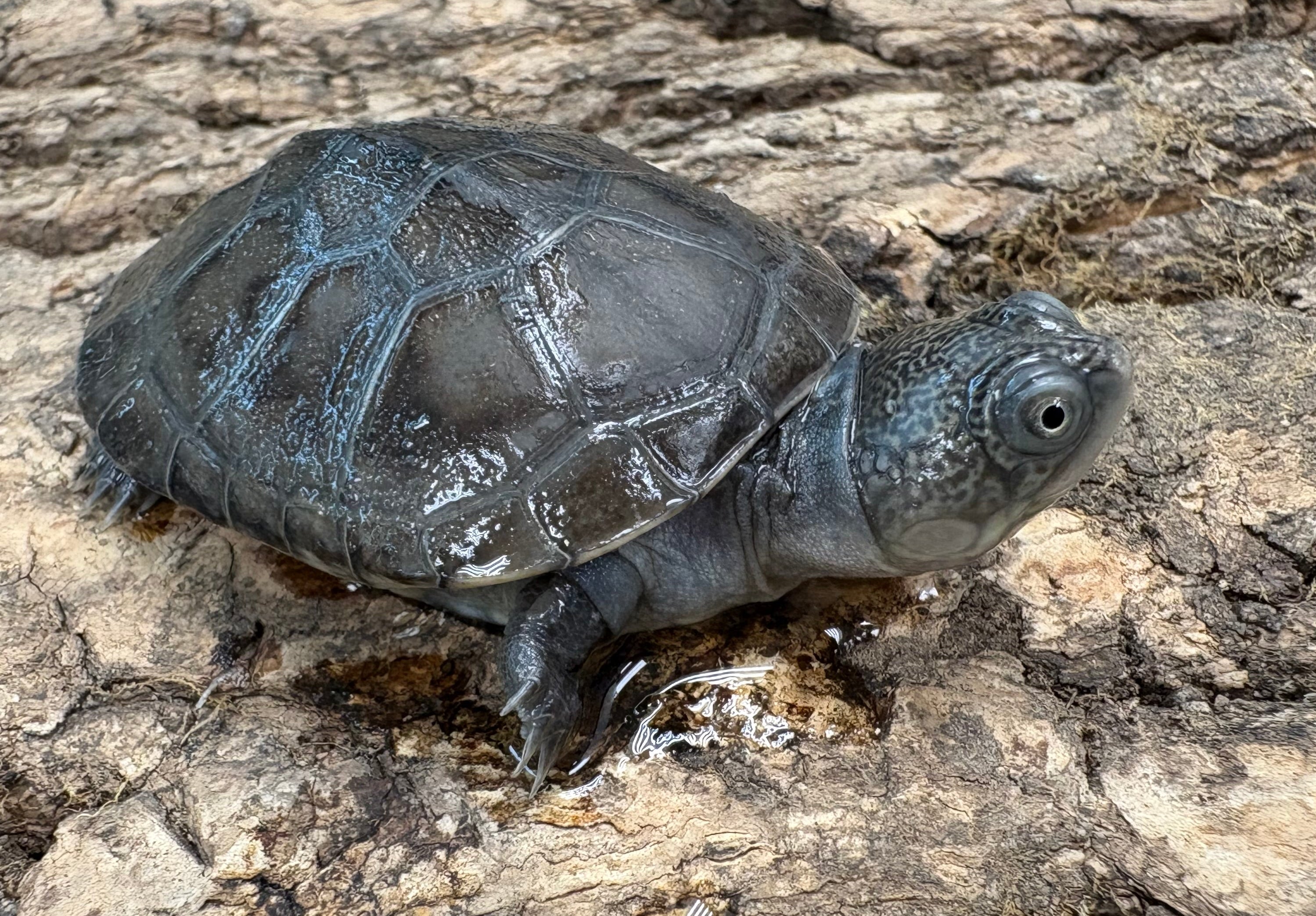 African Helmeted Turtle (Pelomedusa subrufa)
