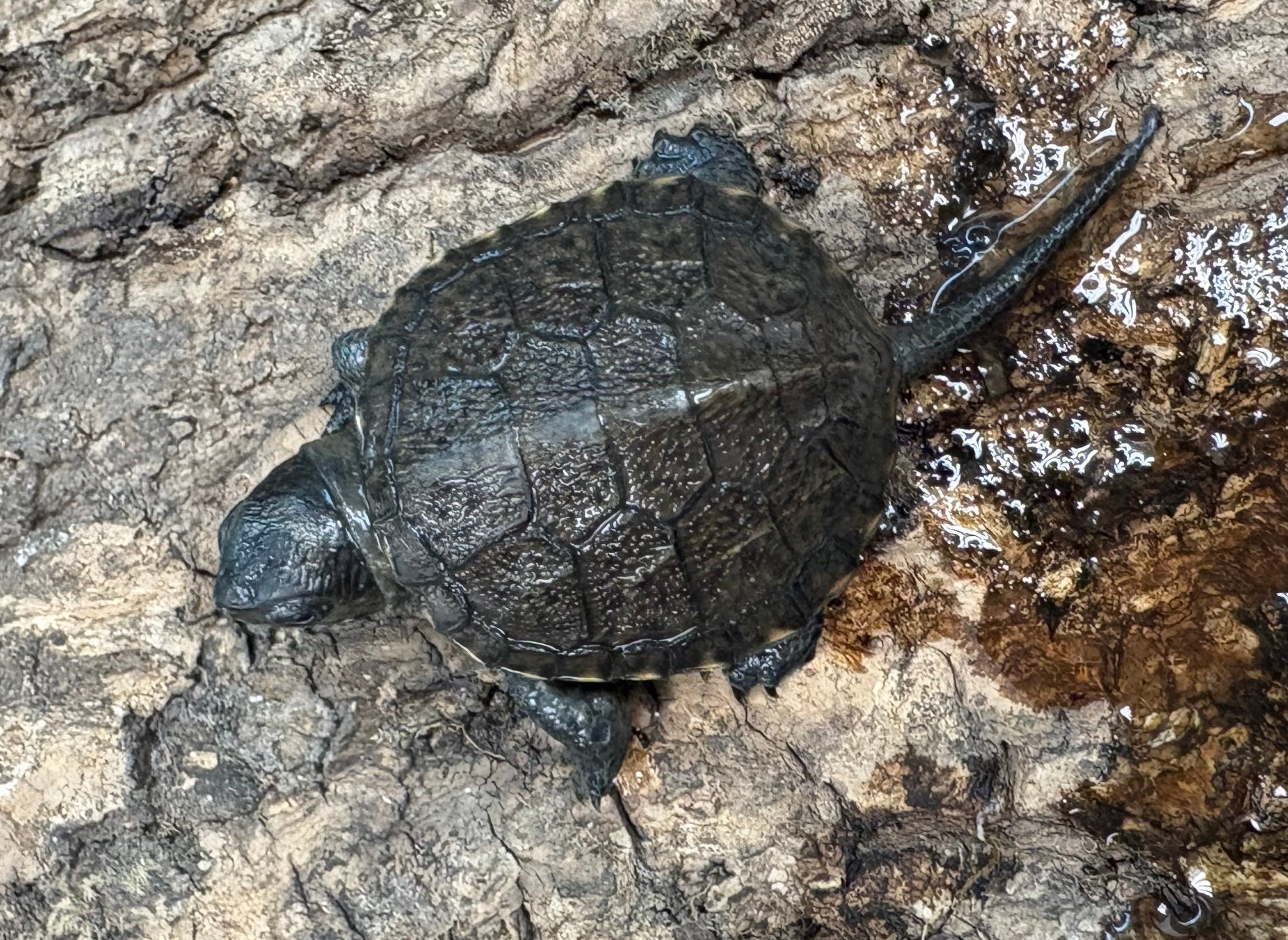 European Pond Turtle (Emys orbicularis)