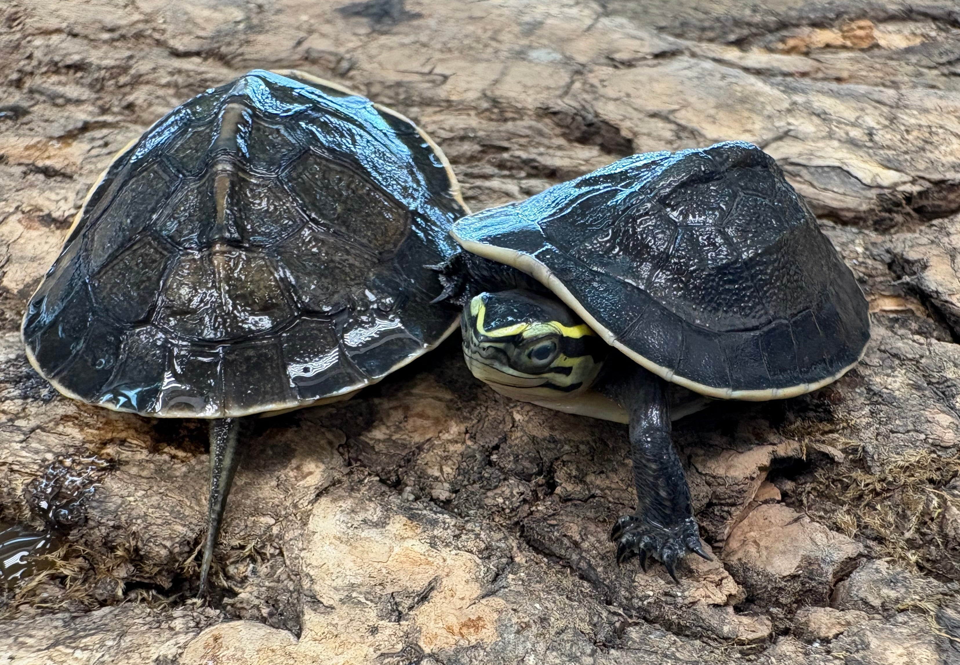 Tortue musquée à dos de rasoir