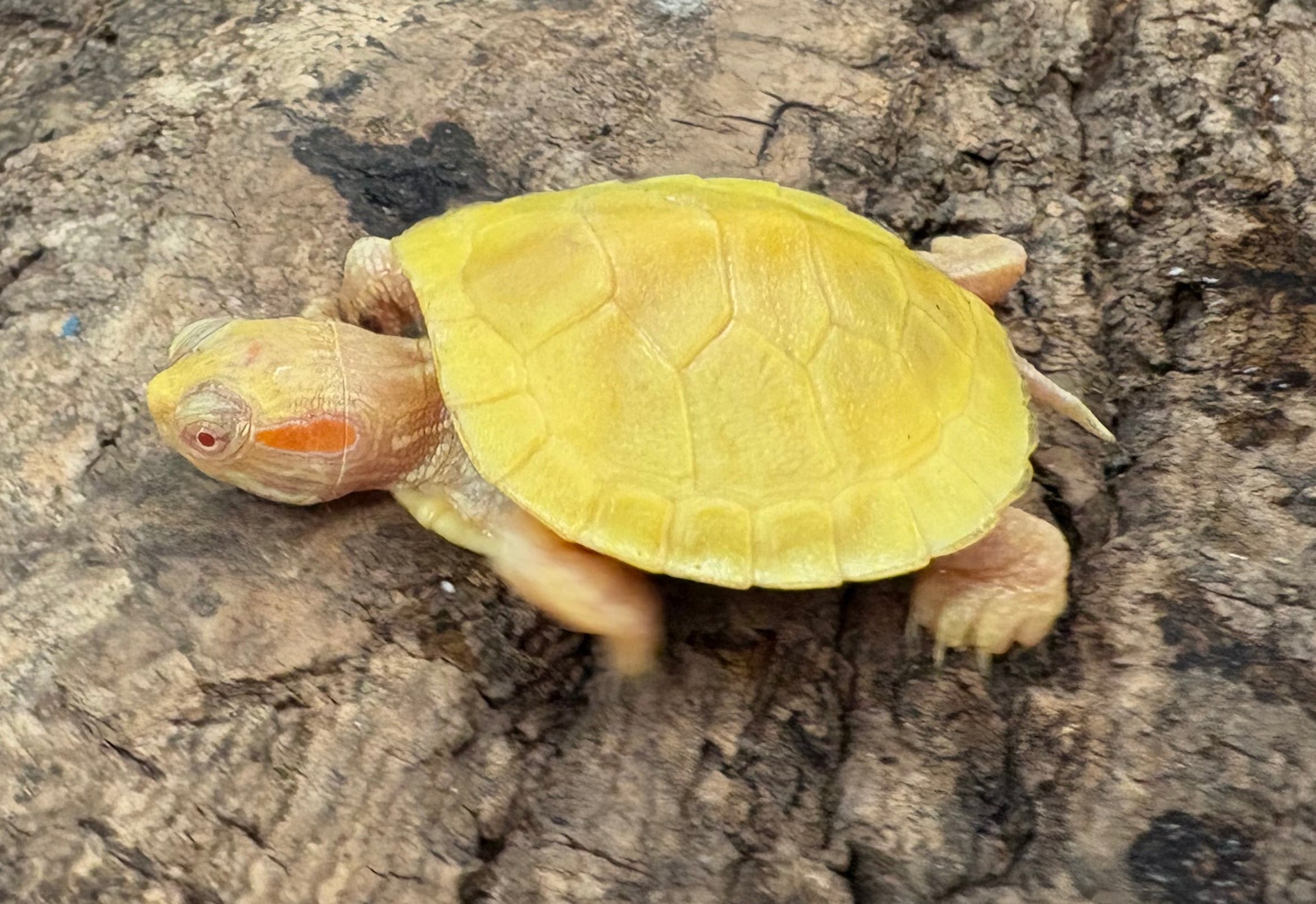 Red-eared Slider (Albino)