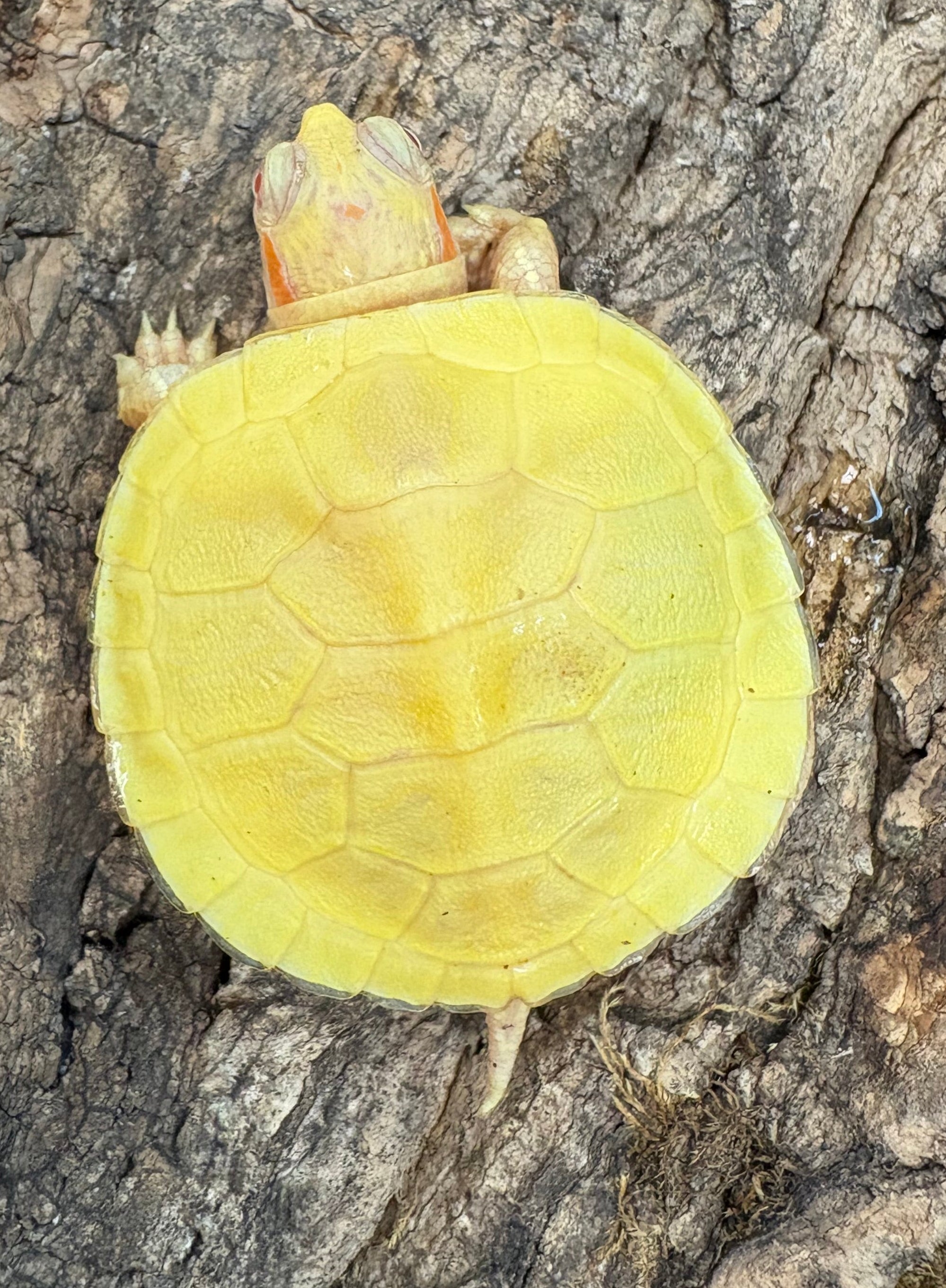 Red-eared Slider (Albino)