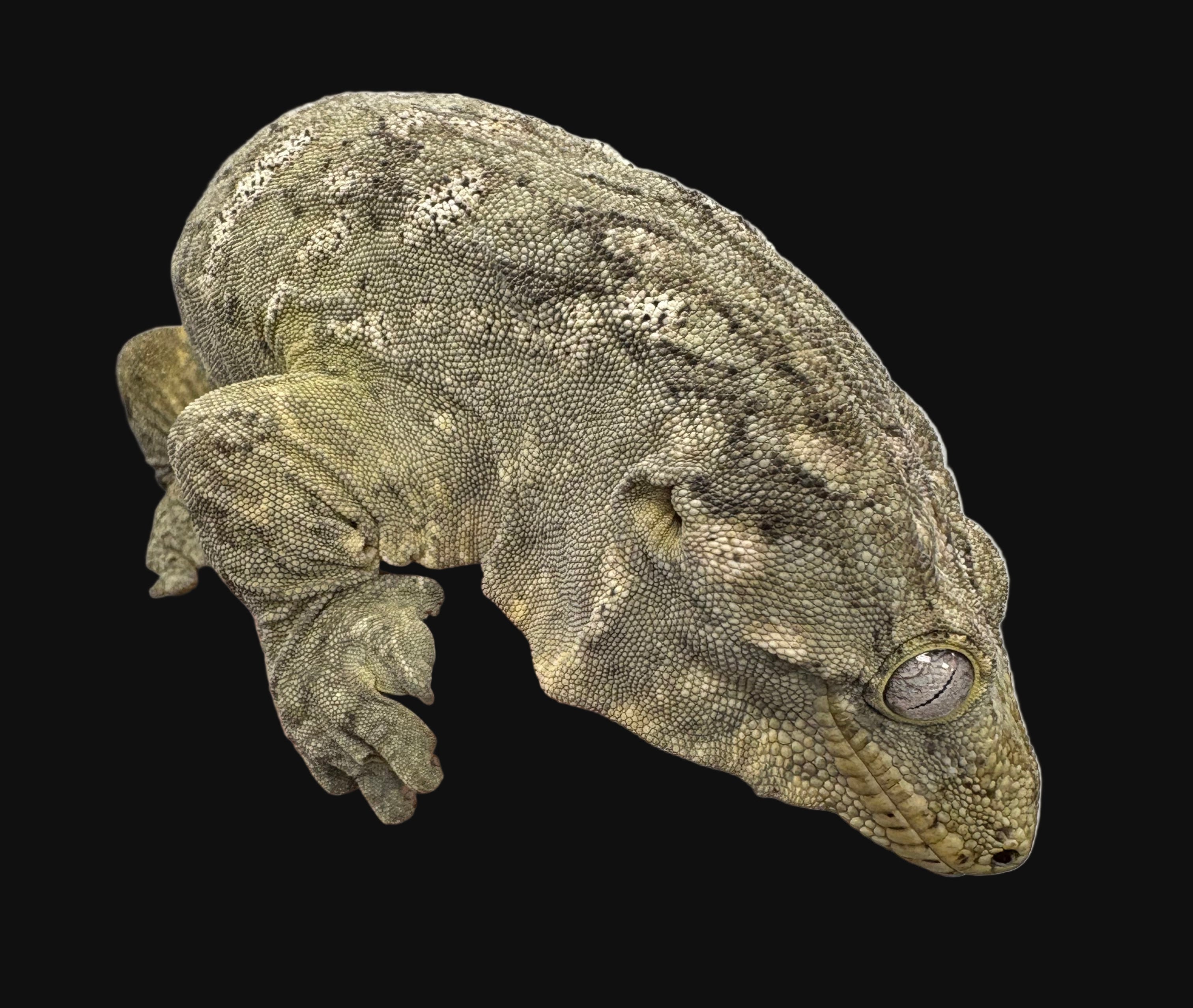 Gecko Leachianus (Île des Pins)