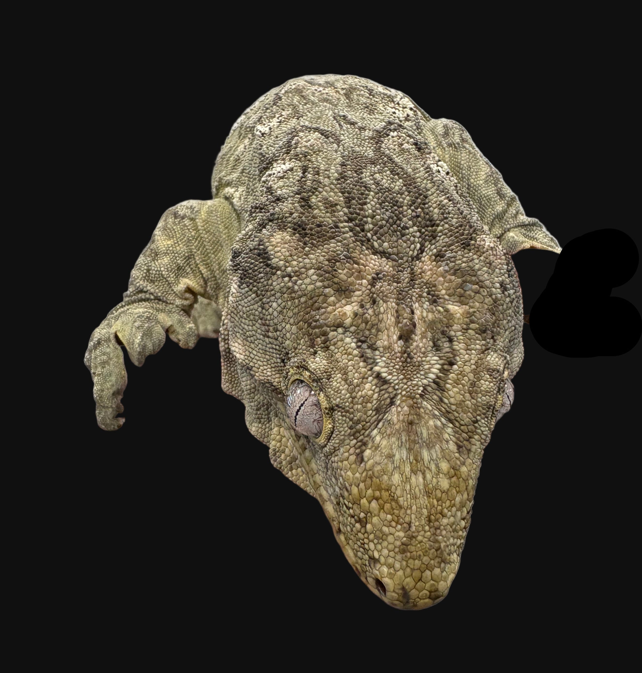 Leachianus Gecko (Nuu Ana)