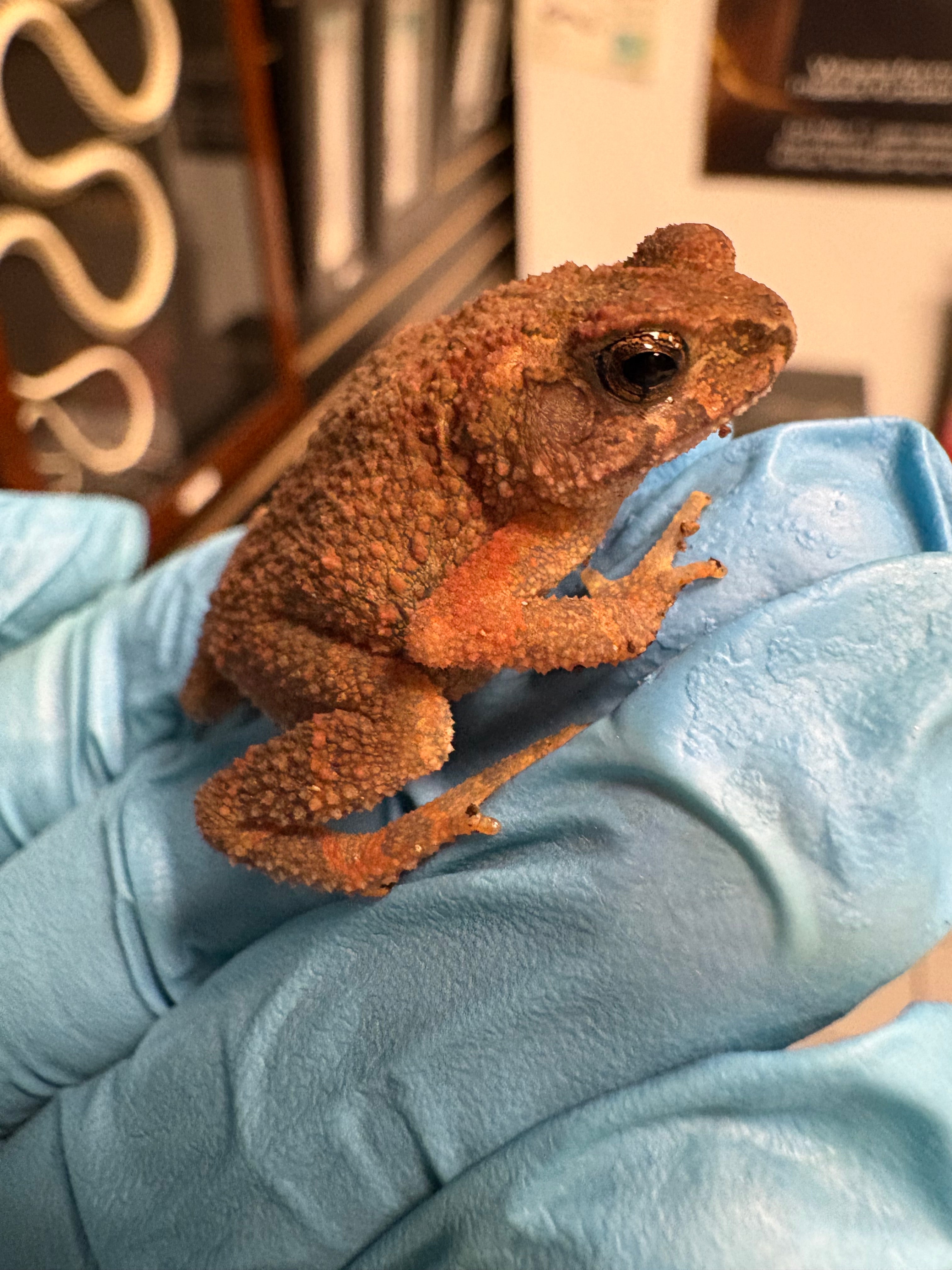 Crapaud oriental à ventre de feu (Bombina orientalis)
