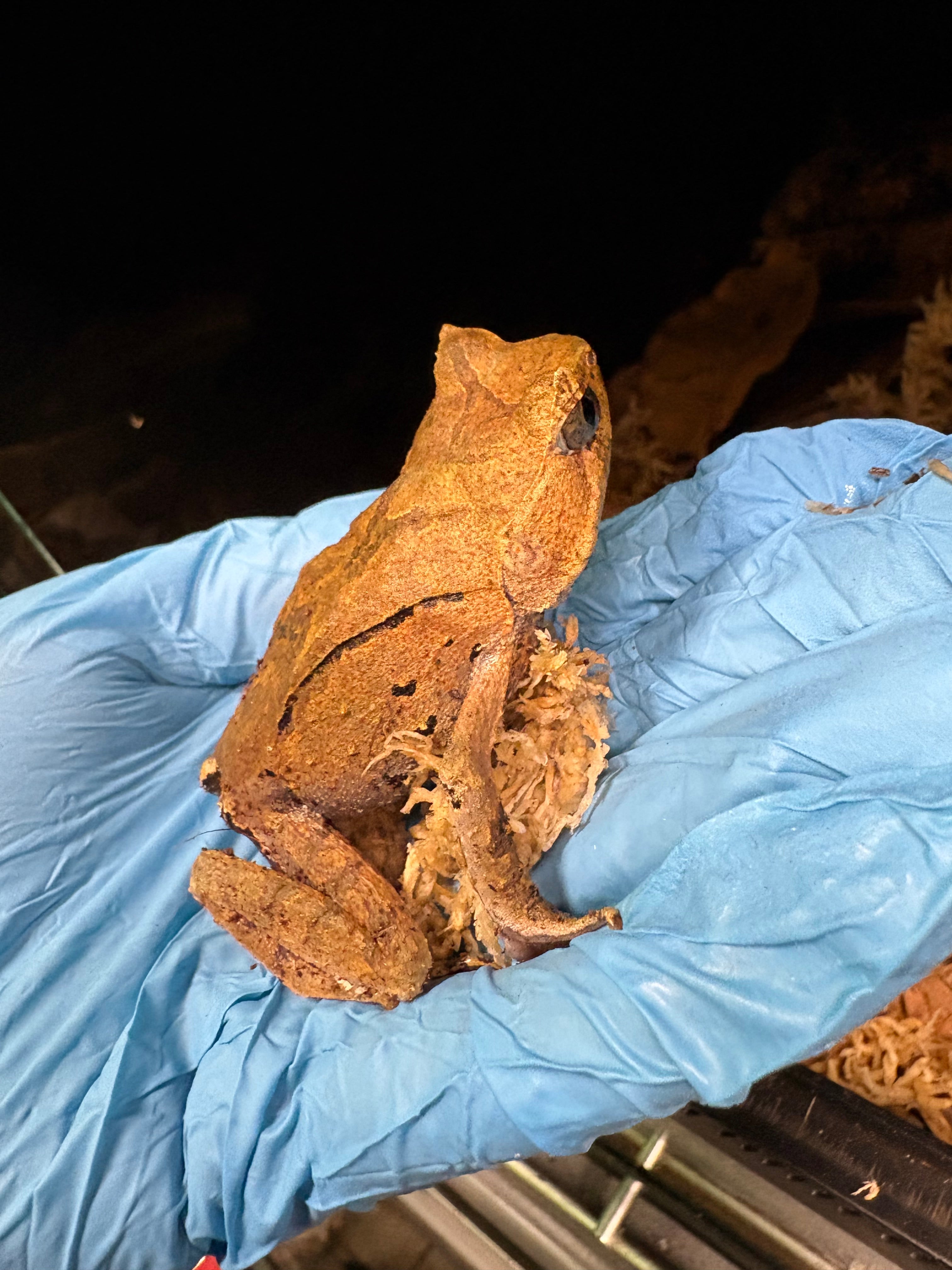 Crapaud à points rouges