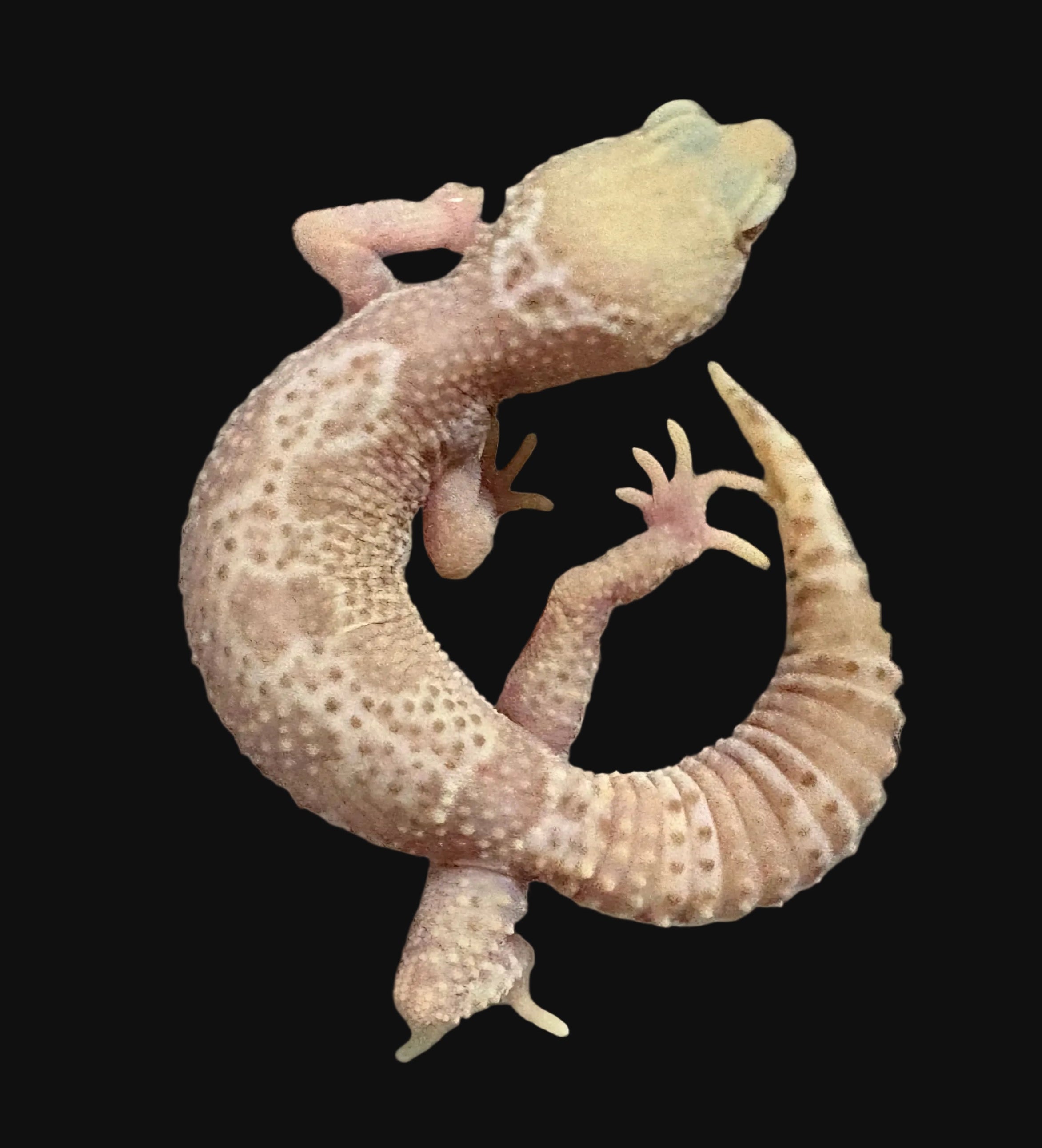Gecko léopard (morphes assortis)