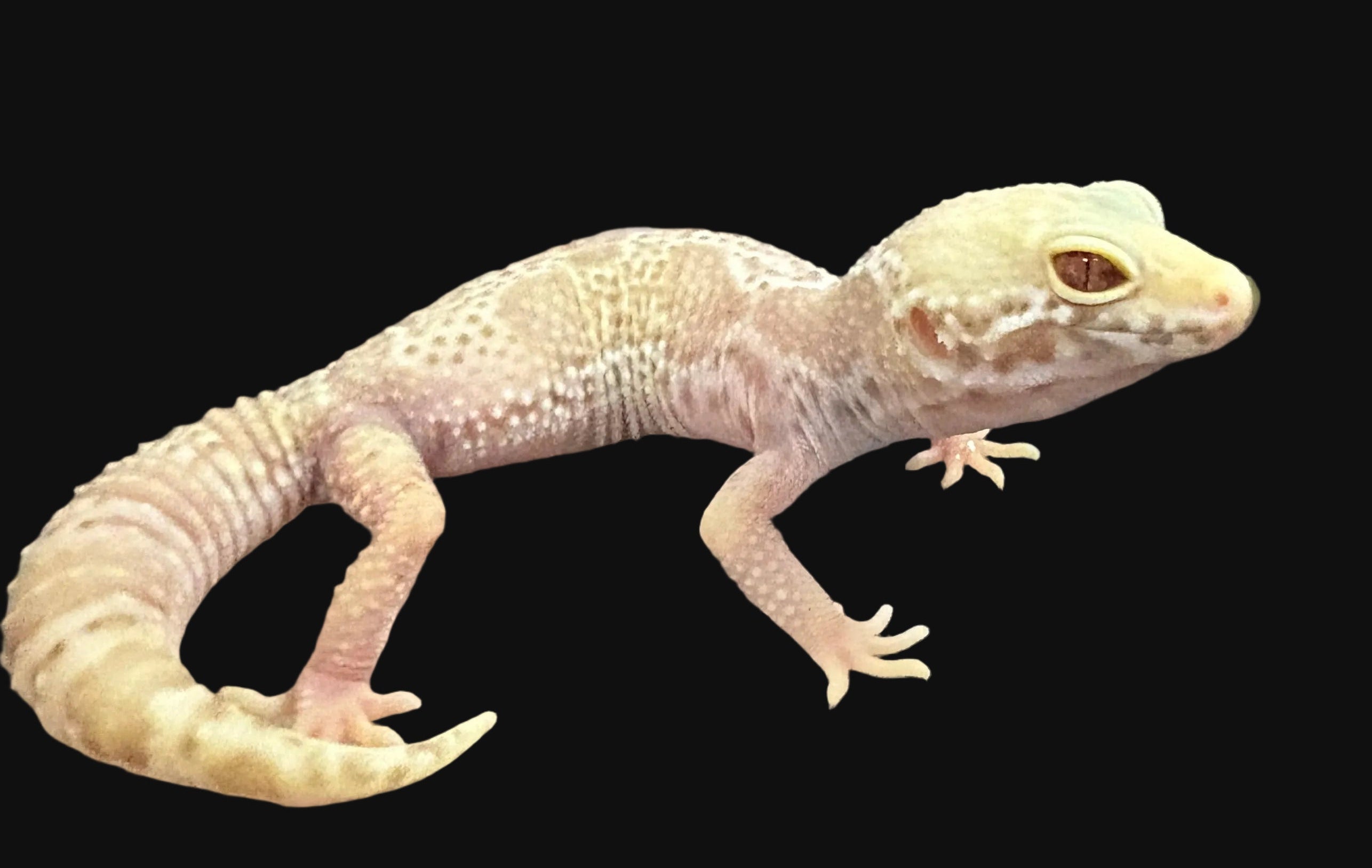 Gecko léopard (morphes assortis)