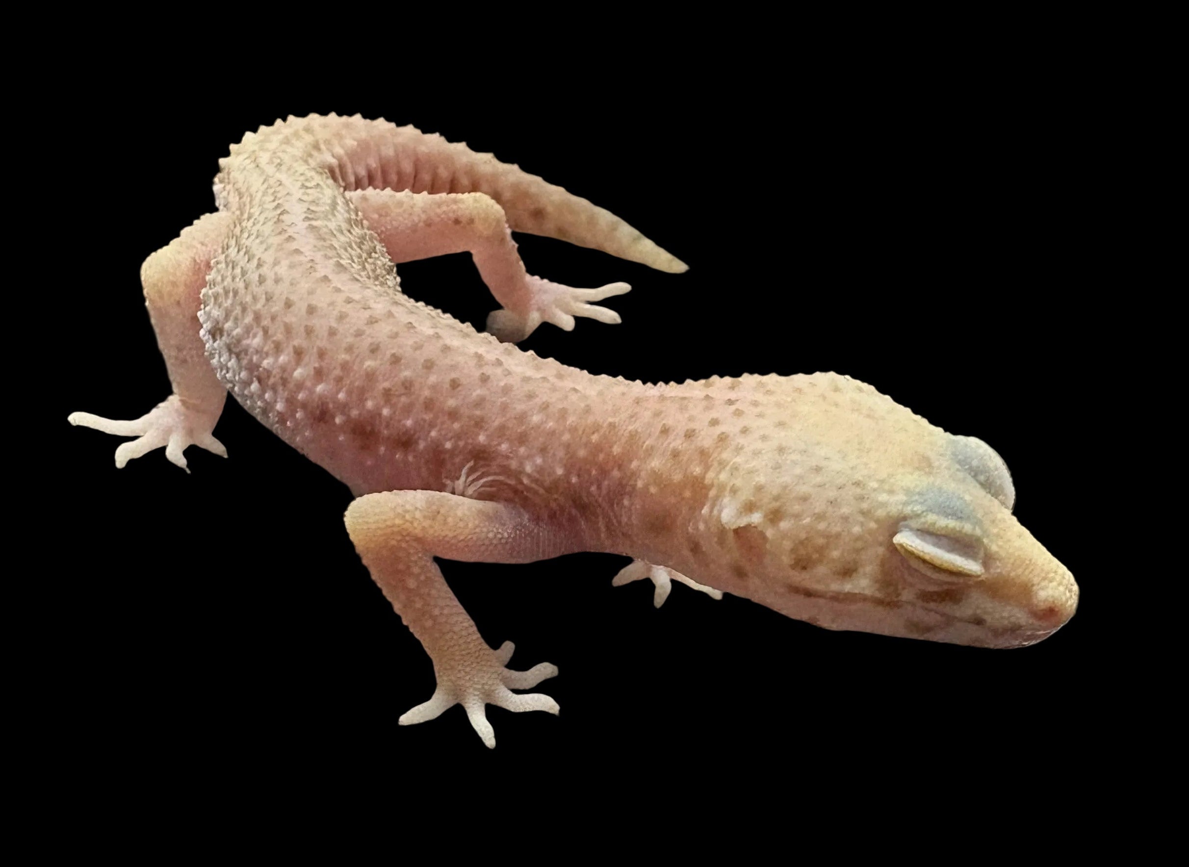 Leopard Gecko (Albino Super Snow het. Bell Albino/Mack Snow)