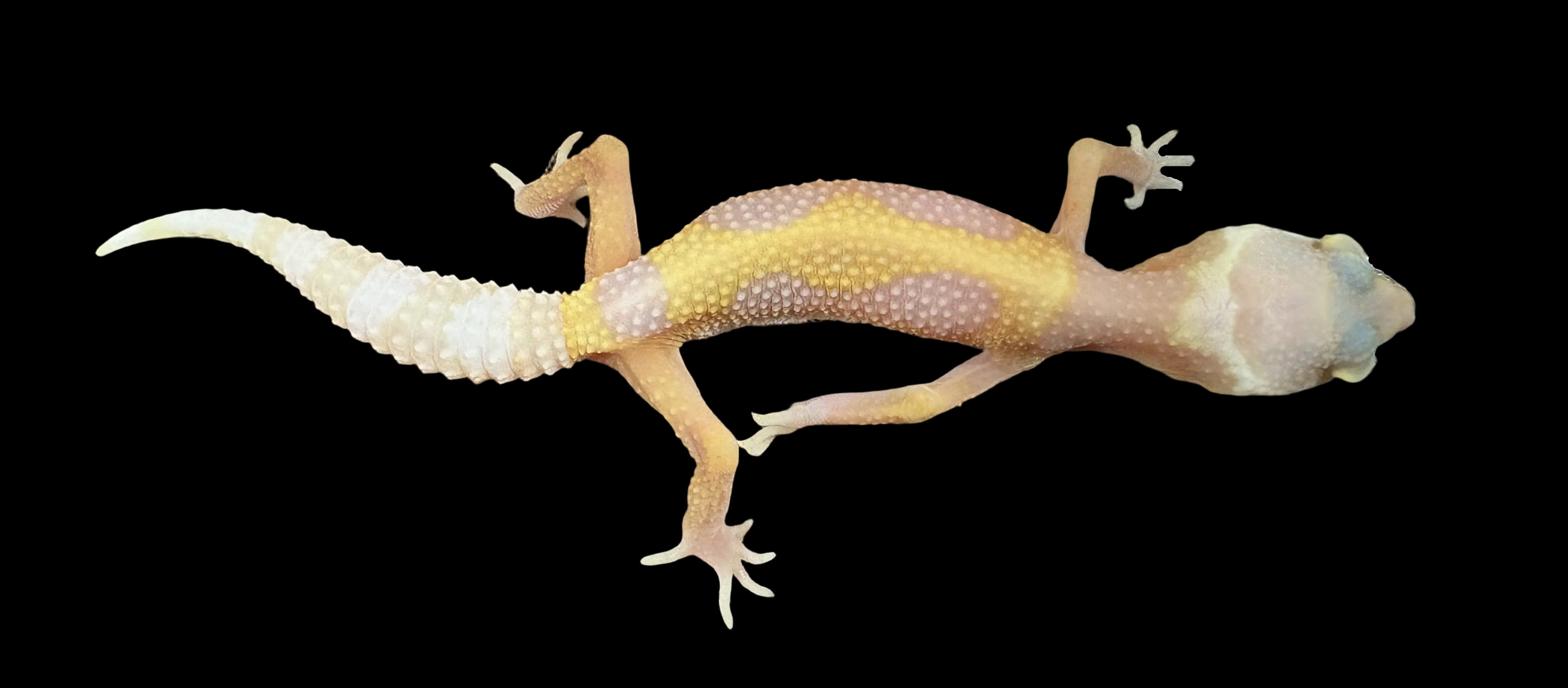 Leopard Gecko (Bubble Gum het. Rainwater/Bell Albino)