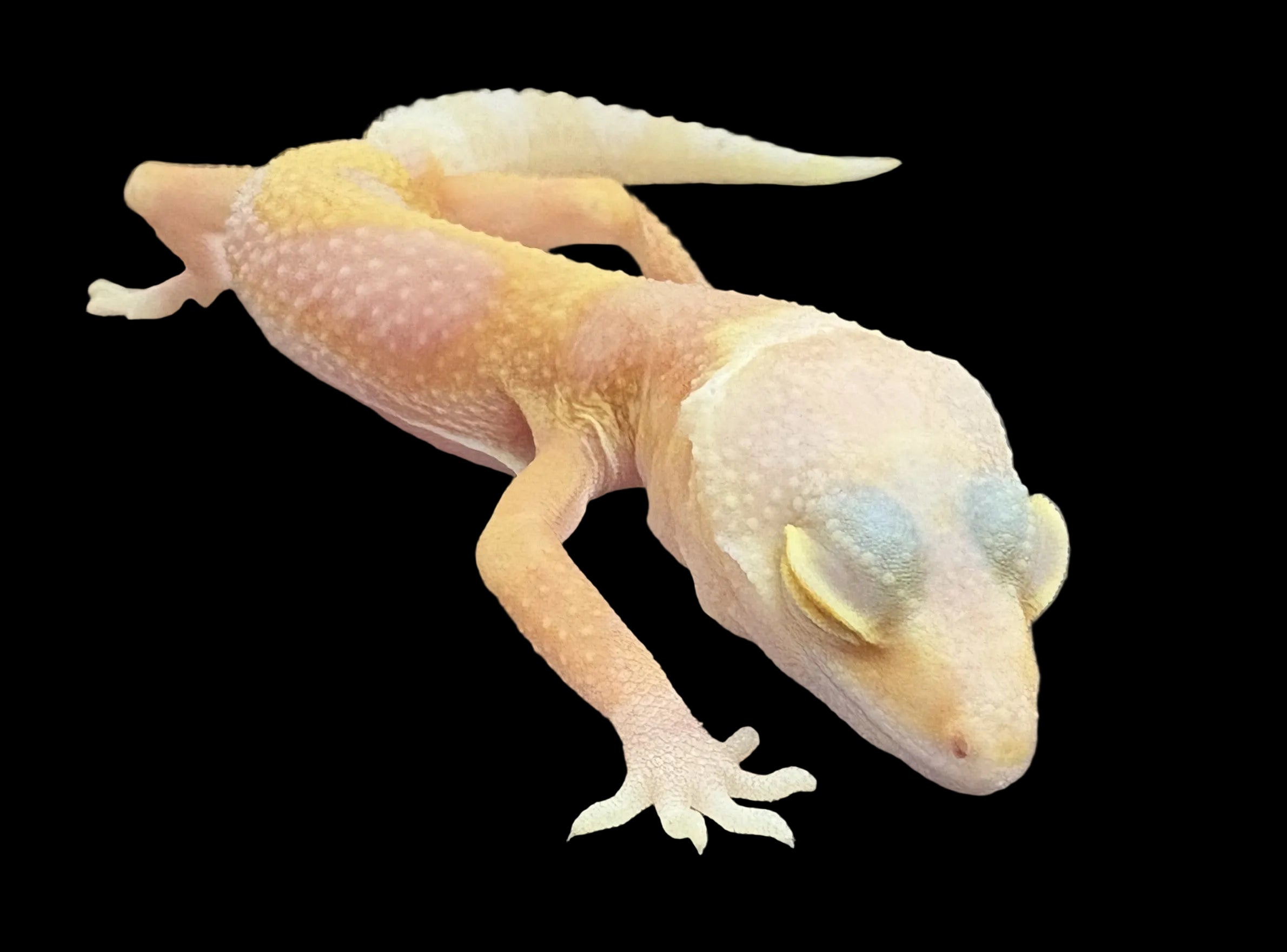 Leopard Gecko (Bubble Gum het. Rainwater/Bell Albino)