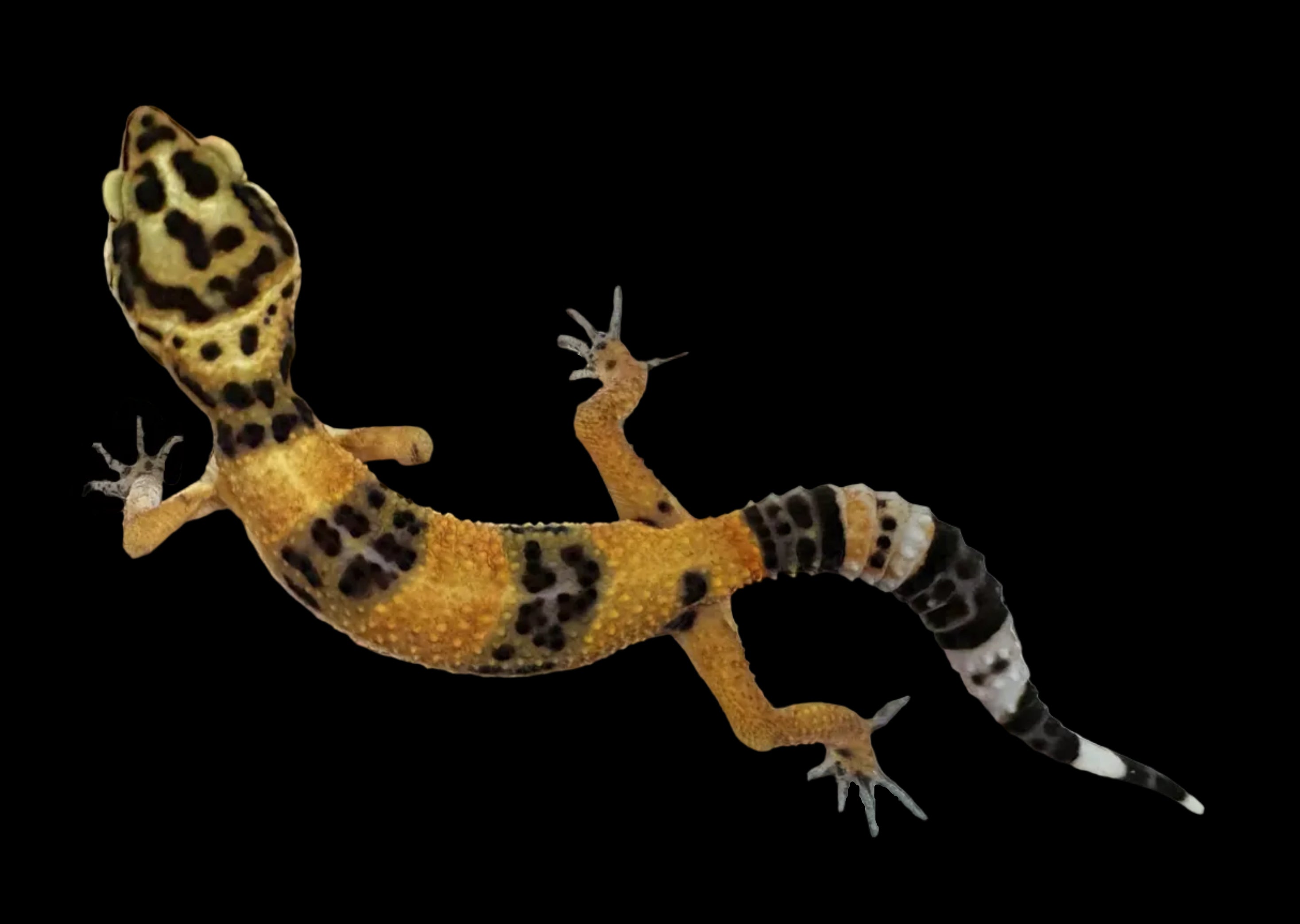 Leopard Gecko (Firefox)