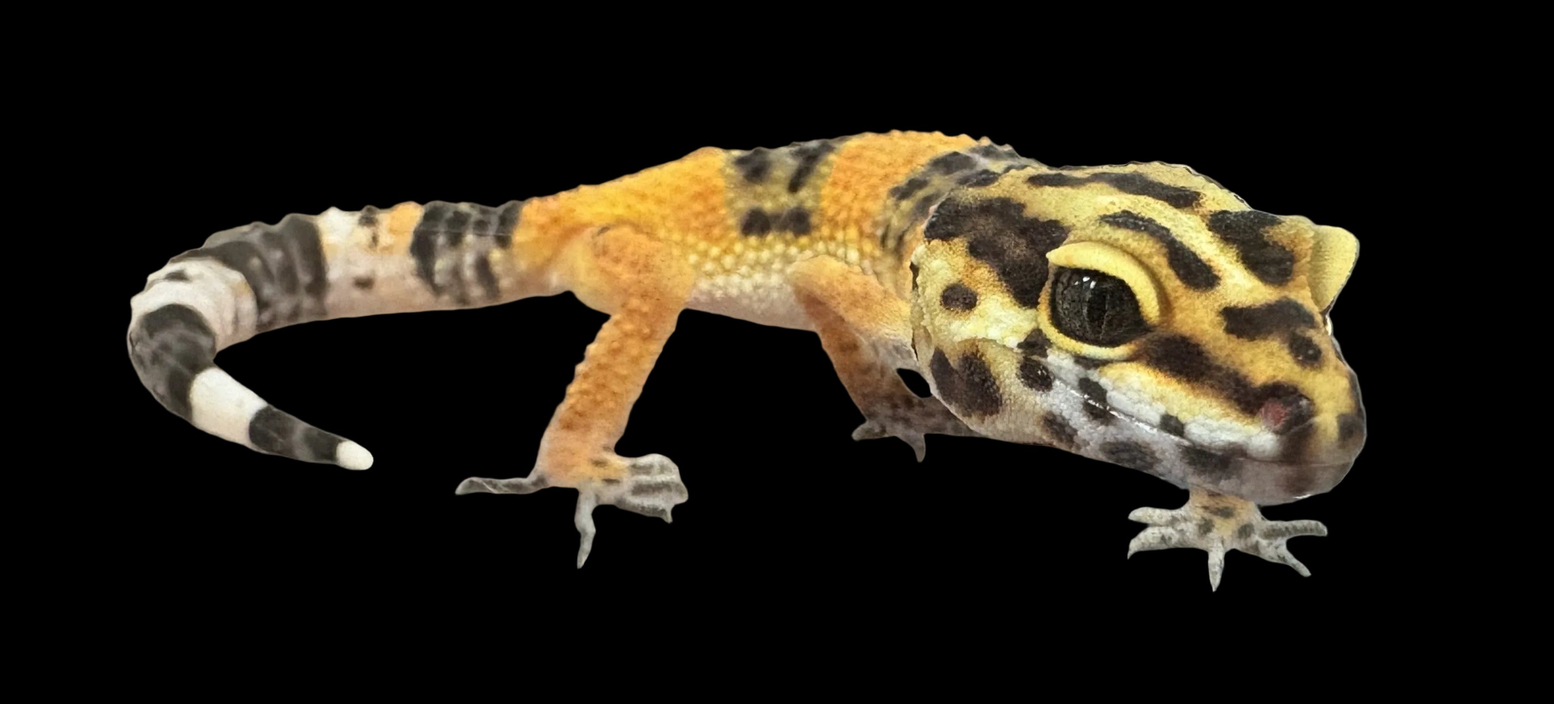 Leopard Gecko (Firefox)