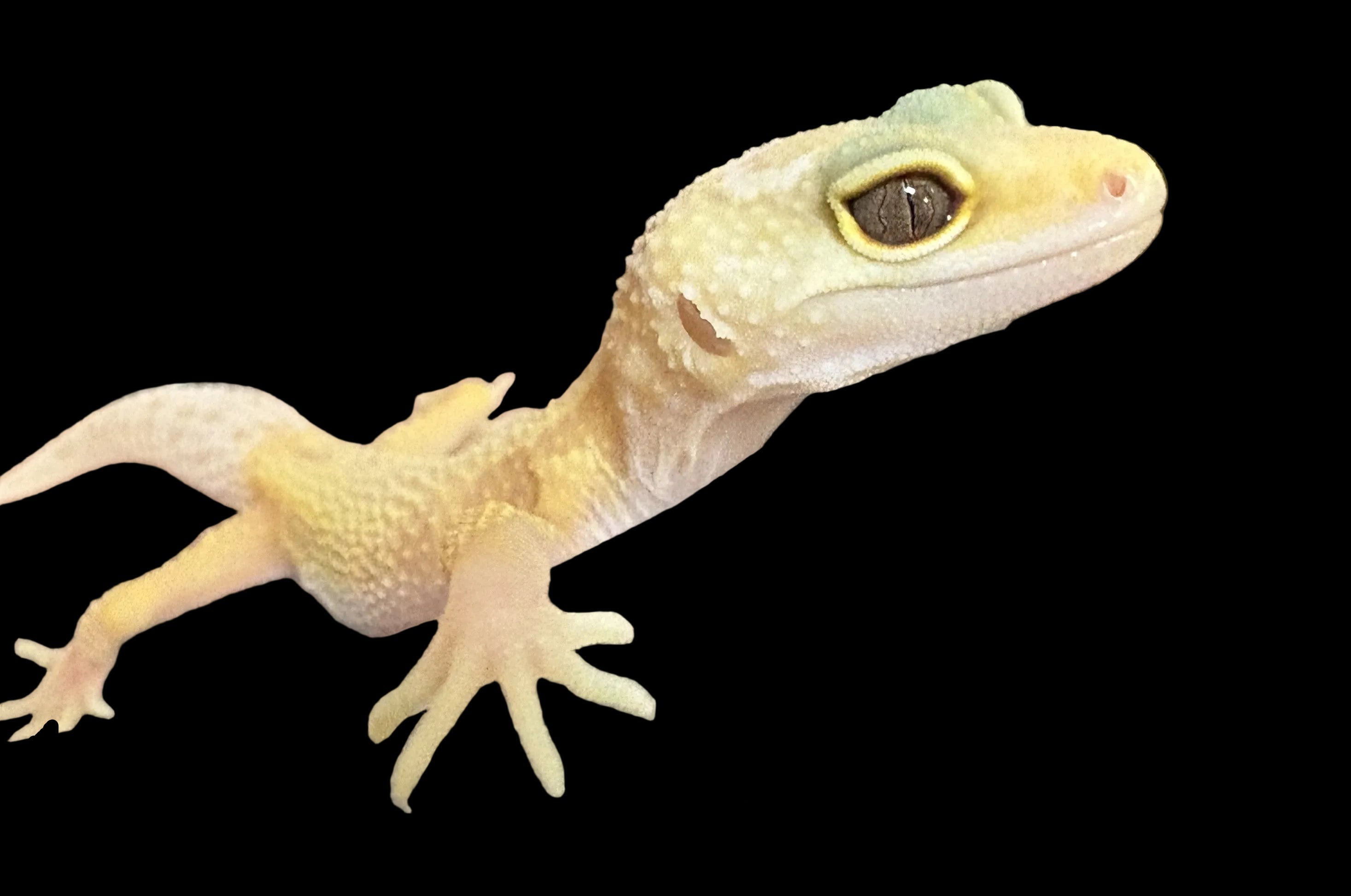 Leopard Gecko (Lemon Leucistic het. Rainwater Albino/Murphy Patternless)