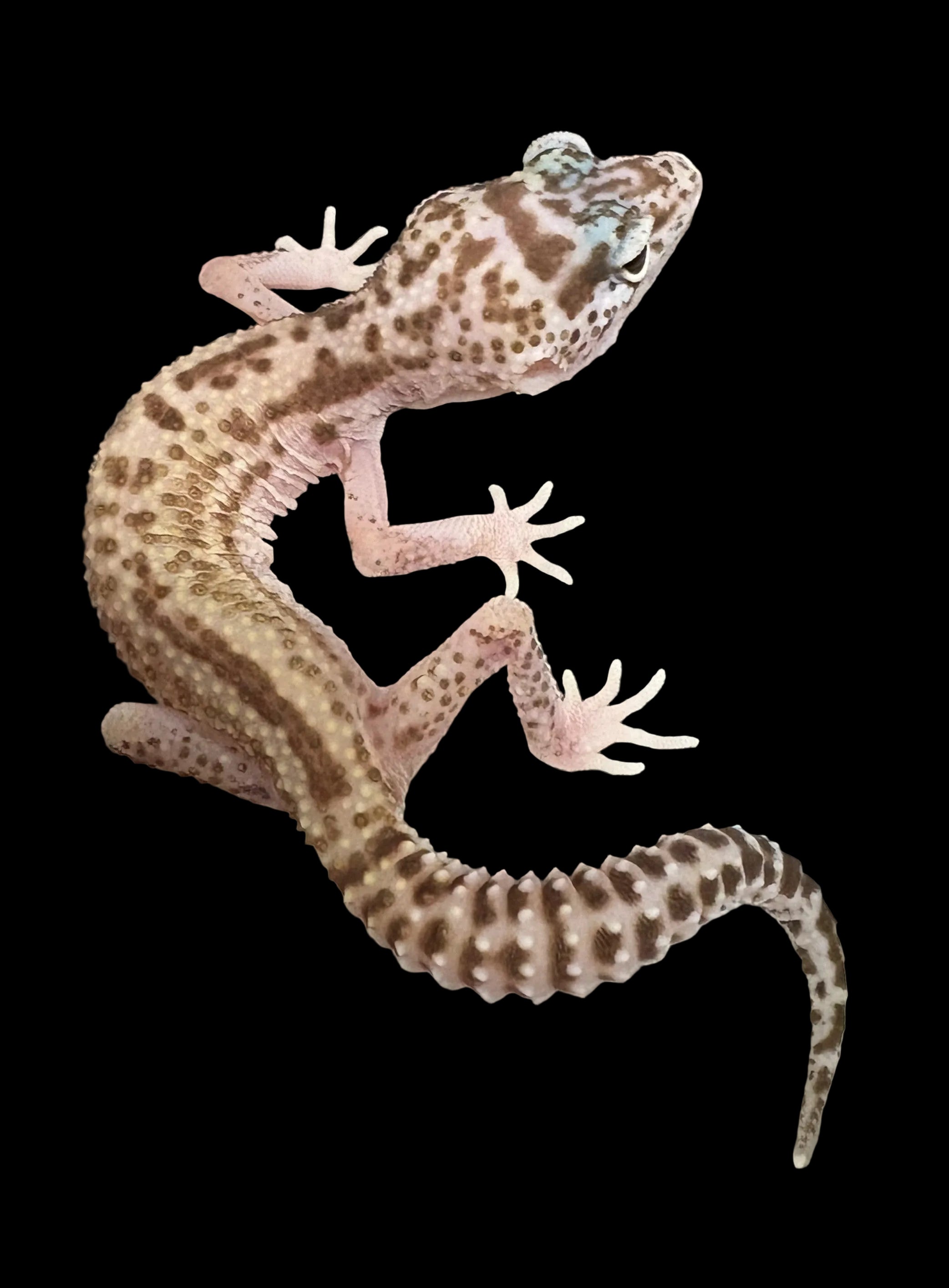 Leopard Gecko (Mack Snow R.A.P.T.O.R. het. Tremper Albino)