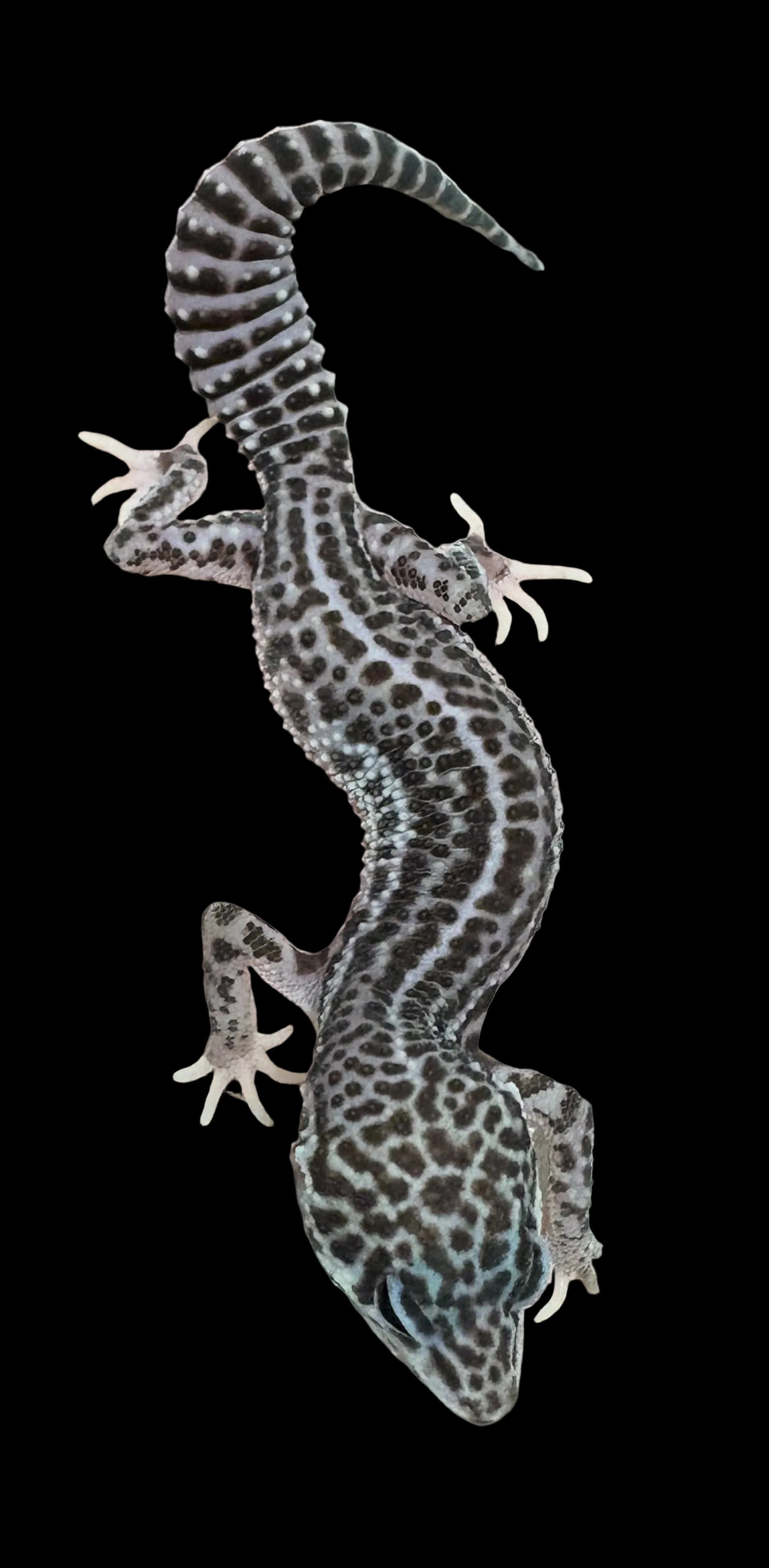 Leopard Gecko (Mack Super Snow het. Eclipse/Galaxy/Pied ph. Bell Albino)