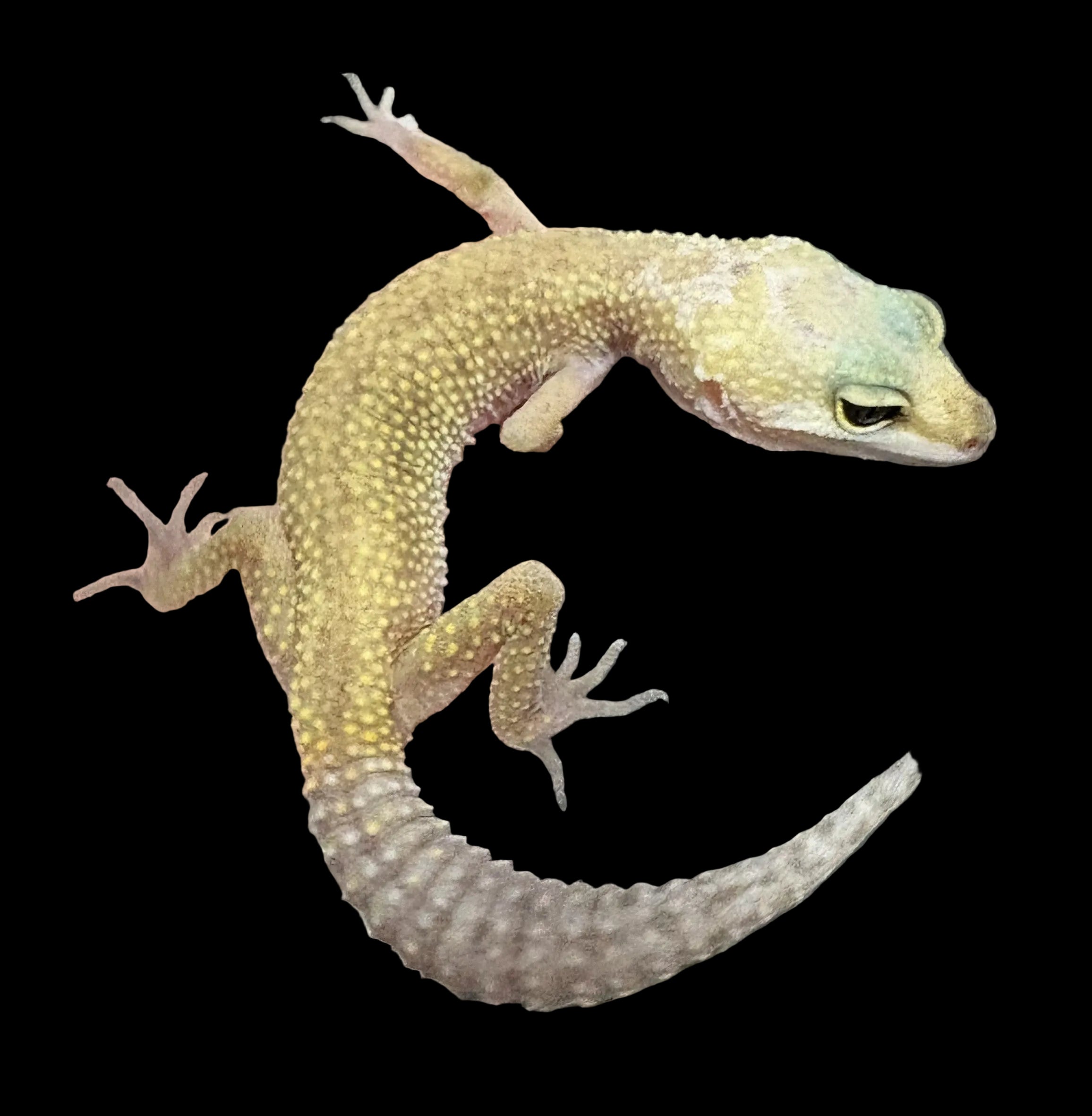 Leopard Gecko (Murphy Patternless)