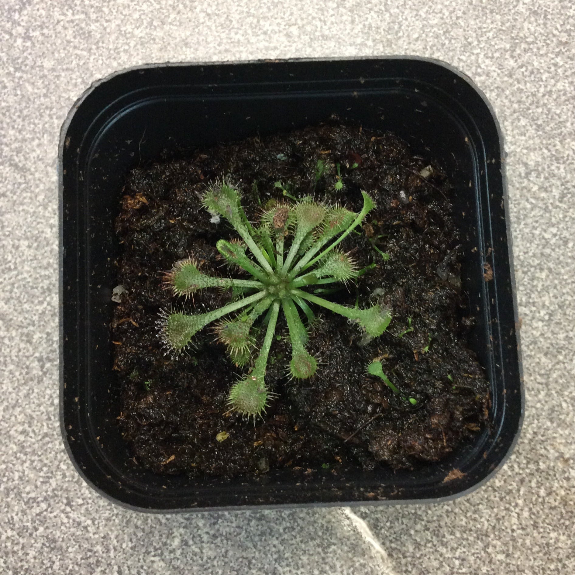 Drosera rotundifolia