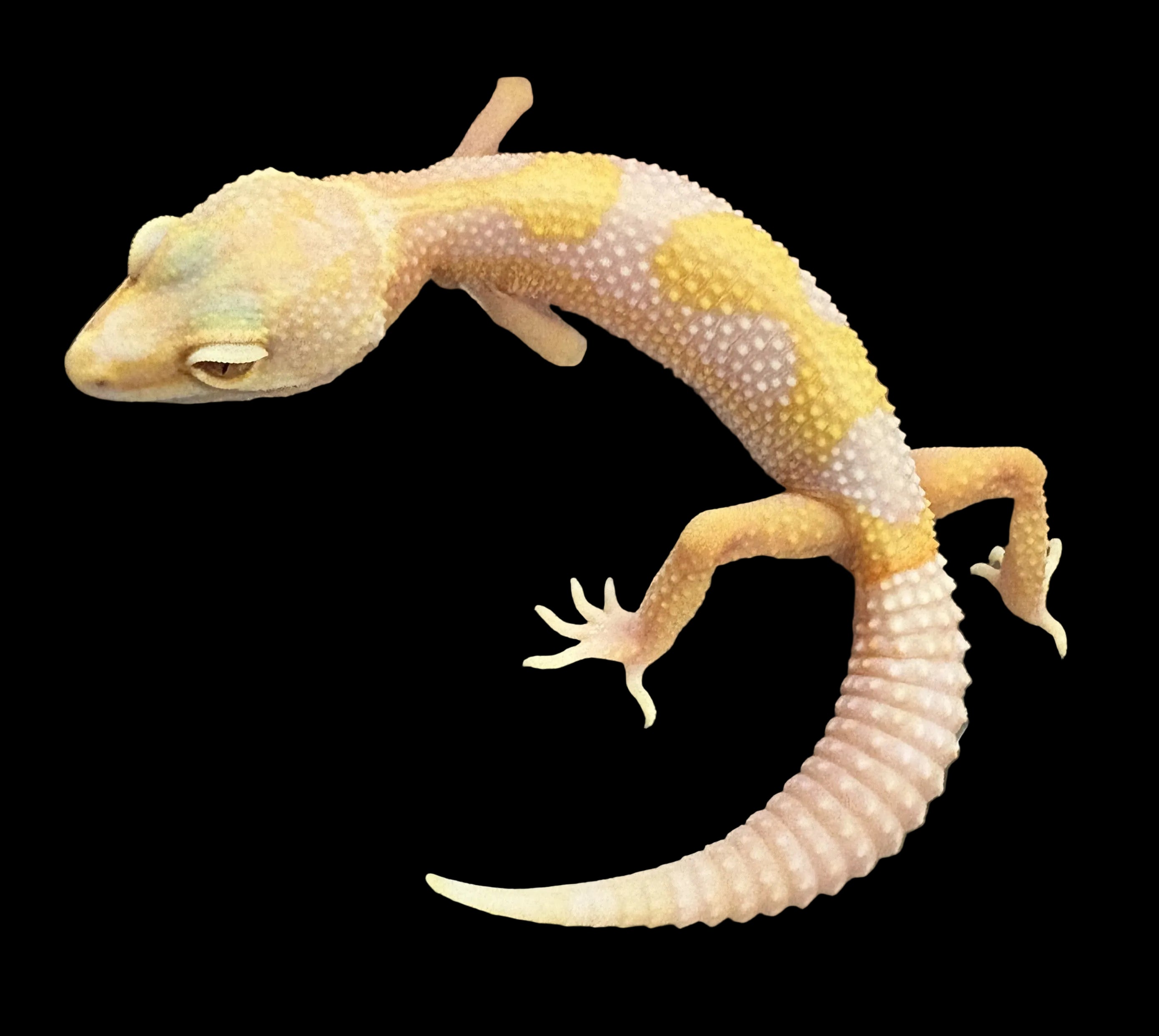Leopard Gecko (White and Yellow x Bubble Gum het. Rainwater/Bell Albino)
