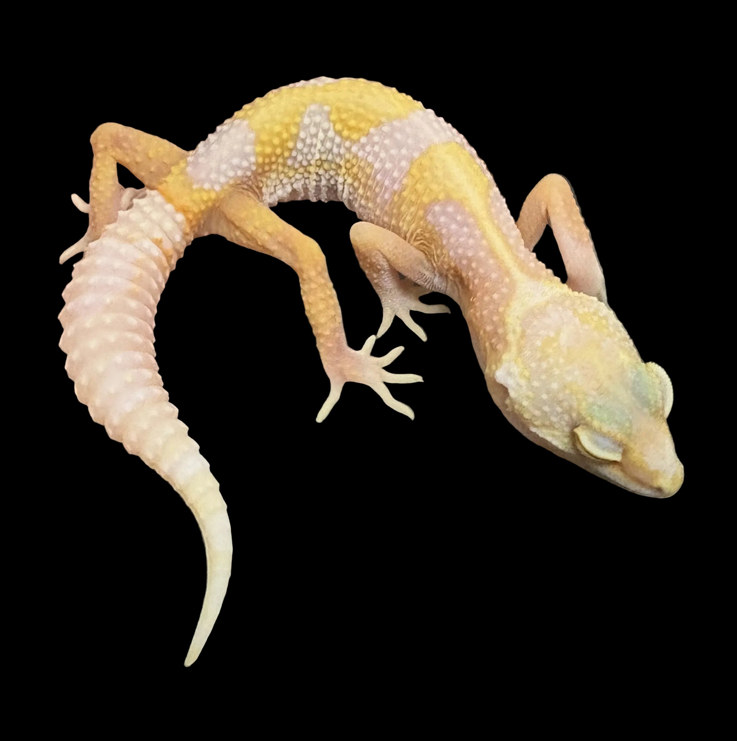 Leopard Gecko (White and Yellow x Bubble Gum het. Rainwater/Bell Albino)